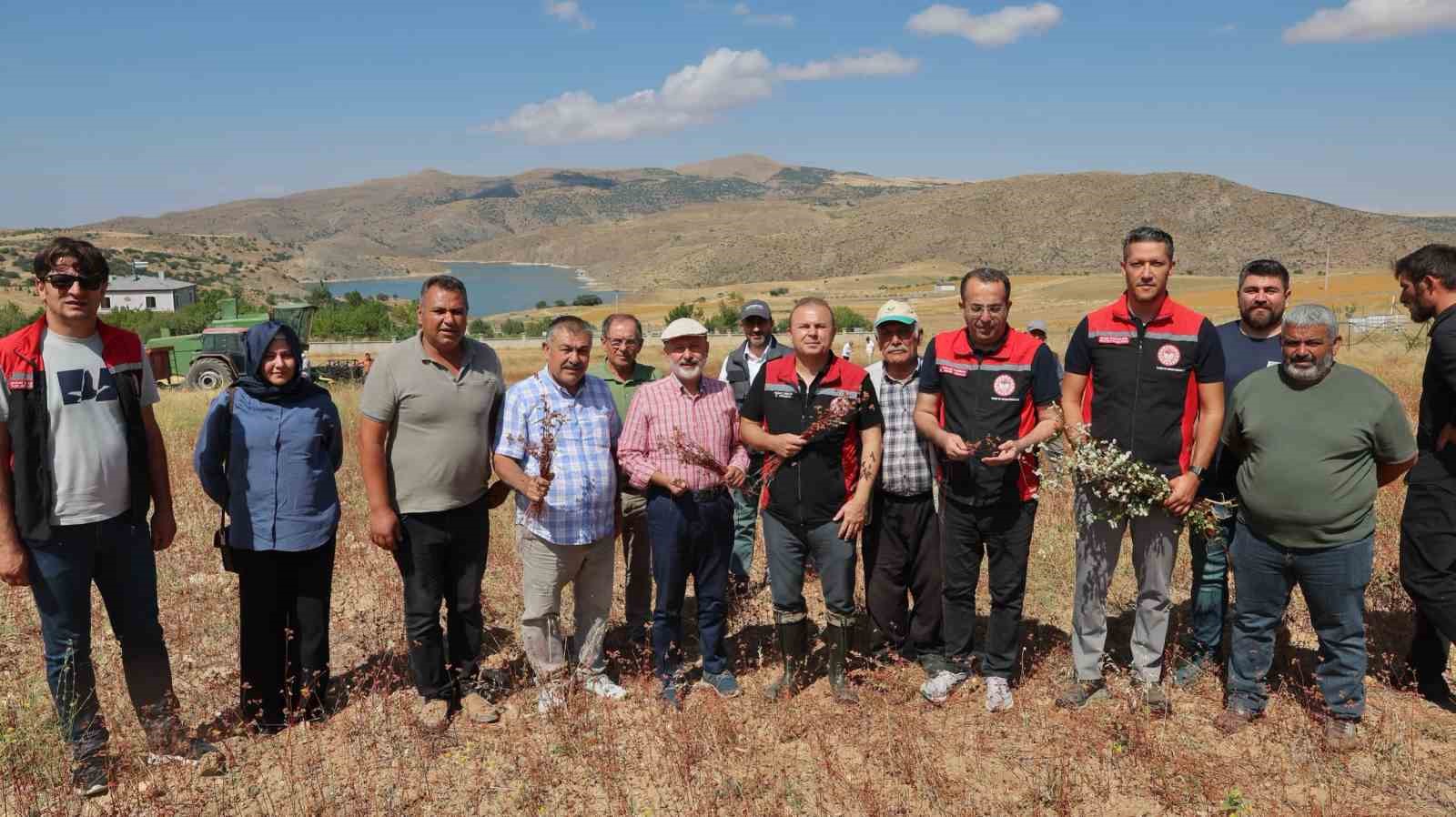 KOCASİNAN BELEDİYESİ, TARIMSAL ÜRETİMİN ÇEŞİTLENDİRİLMESİ, ARICILIĞIN GELİŞTİRİLMESİ VE ÇİFTÇİLERİN GELİR KAYNAKLARININ ARTIRILMASI AMACIYLA HAYATA GEÇİRDİĞİ ÖRNEK ÇALIŞMALARA BİR YENİSİNİ DAHA EKLEDİ. OBRUK MAHALLESİ’NDE KOCASİNAN BELEDİYESİ TARAFINDAN TEMİN EDİLEN TOHUMLARLA DENEME AMAÇLI TOPRAKLA BULUŞTURULAN KARABUĞDAYIN İLK HASADI GERÇEKLEŞTİRİLDİ. HASADA KATILAN BAŞKAN ÇOLAKBAYRAKDAR, "KARABUĞDAYLA HEM ARICILIĞA HEM KAYSERİ TARIMINA YENİ BİR SOLUK GETİRİYORUZ." DEDİ.