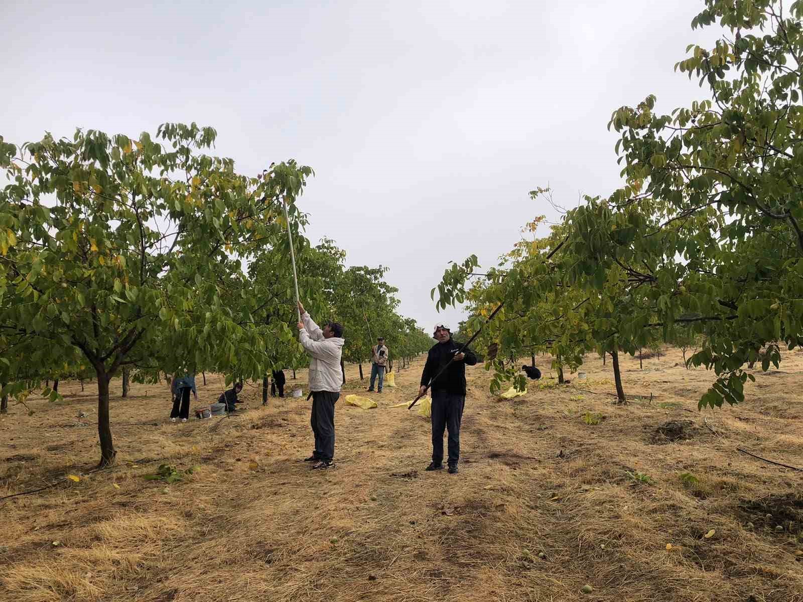 BİNGÖL'ÜN SOLHAN İLÇESİNDE HASADINA BAŞLANAN CEVİZDE 150 DÖNÜMDEN 6 TON REKOLTE BEKLENİYOR.