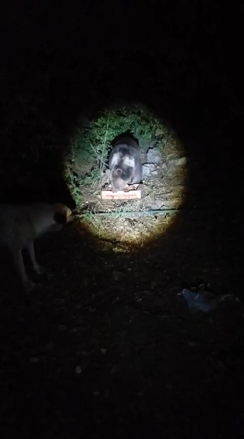TUNCELİ'DE KÖPEKLERİN HAVLAMASINA ALDIRMADAN SAKİNCE YEMEĞİNİ YİYEN AYININ RAHAT TAVRI CEP TELEFONU KAMERASIYLA GÖRÜNTÜLENDİ