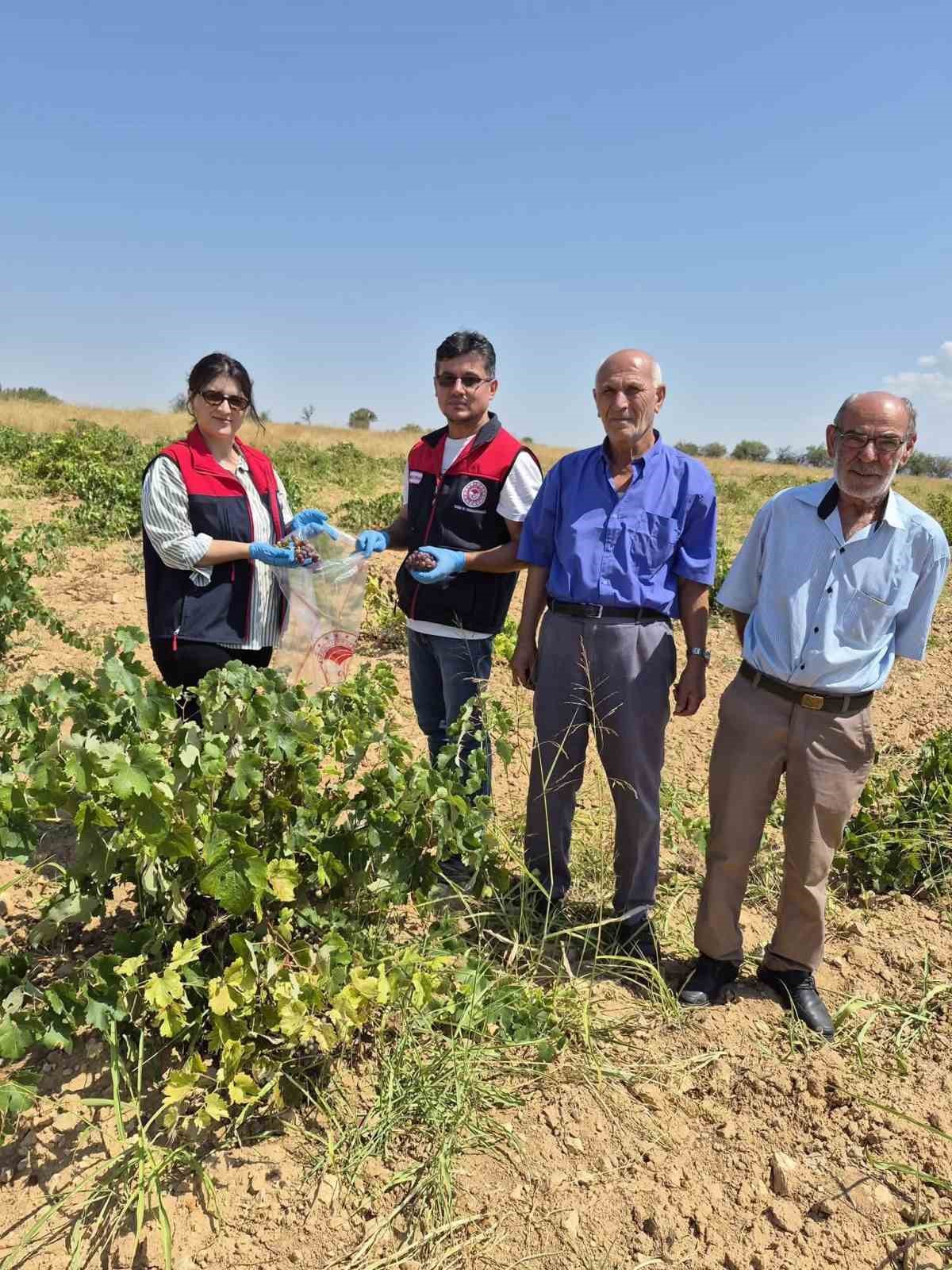 DENİZLİ’NİN BEKİLLİ İLÇESİNDE ÜZÜM HASADI ÖNCESİ ÖNEMLİ BİR ÇALIŞMA BAŞLATILDI. İLÇE TARIM VE ORMAN MÜDÜRLÜĞÜ EKİPLERİ, BAĞLARA GİREREK ÜRÜNLERDEN NUMUNE ALMAYA BAŞLADI. ALINAN ÜZÜMLER, PESTİSİT KALINTISI AÇISINDAN LABORATUVARDA İNCELENECEK.
