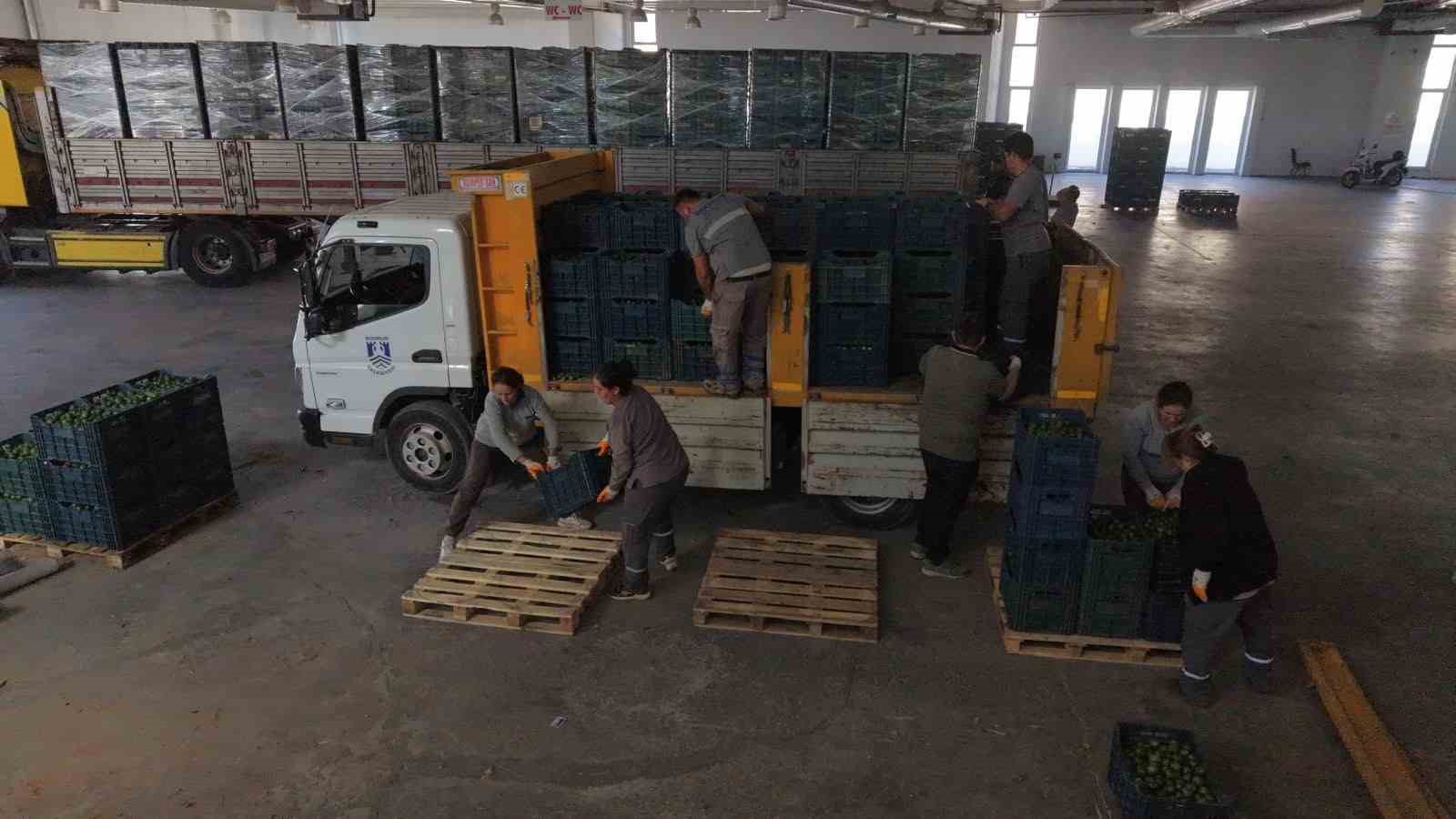 BODRUM’DA 104 ÜRETİCİDEN 62,5 TON YEŞİL MANDALİN ALINDI