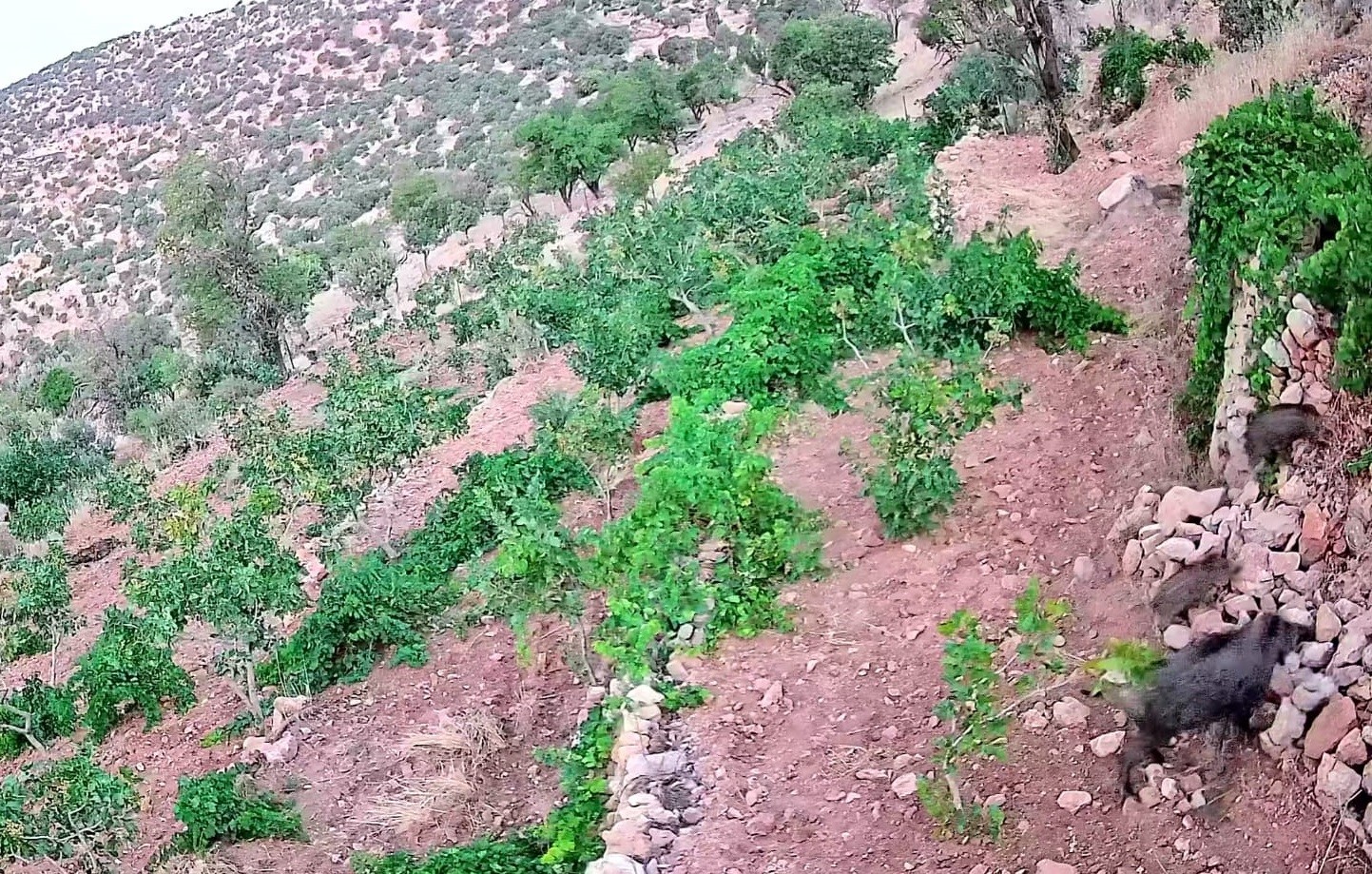 GERCÜŞ’TE DOMUZ SÜRÜSÜ BAĞ VE FISTIK BAHÇELERİNE ZARAR VERDİ