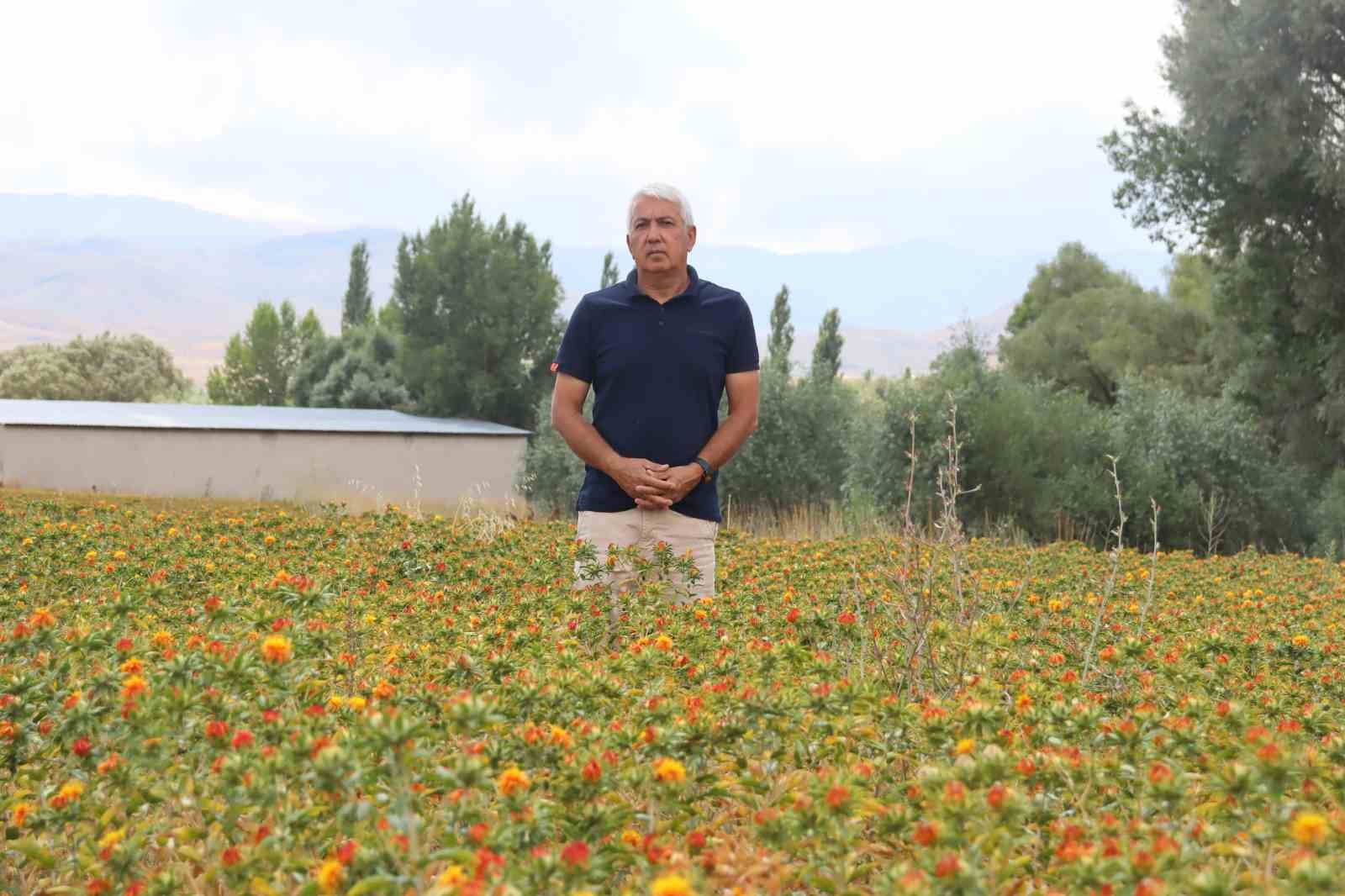 KAYSERİ'DE YAŞAYAN MUSTAFA NEZİHİ KOLUKISA, 35 YILLIK KAMU GÖREVİNDEN EMEKLİ OLUNCA ASPİR ÜRETİMİNE BAŞLADI. İLÇESİNDE TARIMI GELİŞTİRMEK İSTEDİĞİNİ KAYDEDEN KOLUKISA, "BU İŞTE BAŞARILI OLMAK İSTİYORUZ" DEDİ.