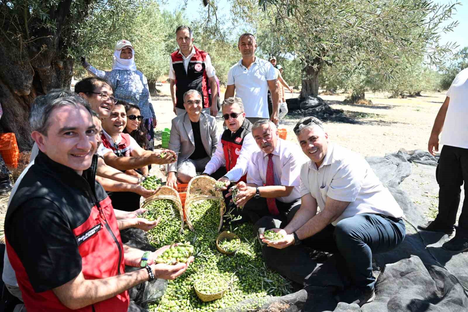 TÜRKİYE’DE SEZONUN İLK ZEYTİN HASADI İZMİR’İN DİKİLİ İLÇESİNDE GERÇEKLEŞTİRİLDİ