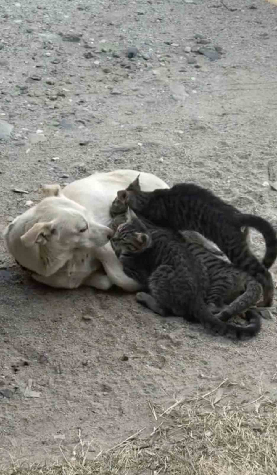 ÇANAKKALE’NİN BAYRAMİÇ İLÇESİNDE ANNE KÖPEK YAVRU KEDİLERİ EMZİRDİ.