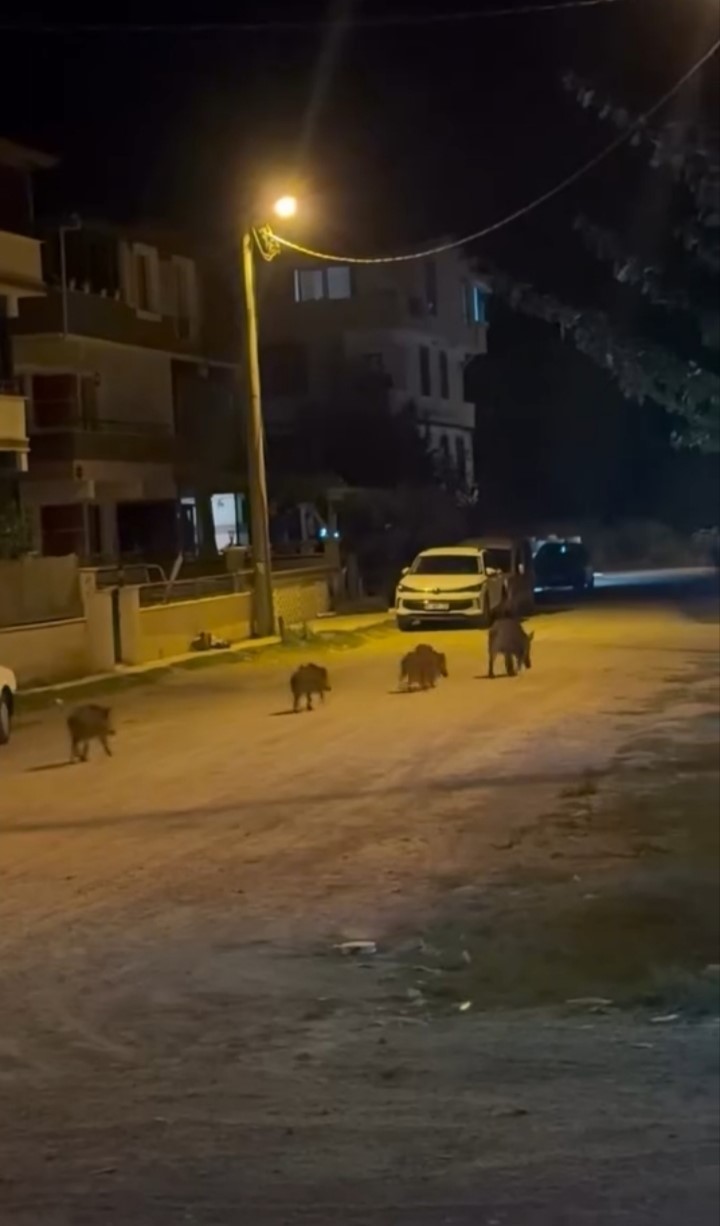 BURSA’NIN KARACABEY İLÇESİNDE YERLEŞİM ALANINA GİREN YABAN DOMUZLARI, VATANDAŞLARIN ŞAŞKIN BAKIŞLARI ARASINDA SOKAKLARDA DOLAŞTI. 4 YAVRUSUYLA BİRLİKTE MAHALLEYE İNEN ANNE DOMUZUN ÇÖPLERDE YİYECEK ARADIĞI ANLAR CEP TELEFONU KAMERASINA YANSIDI.