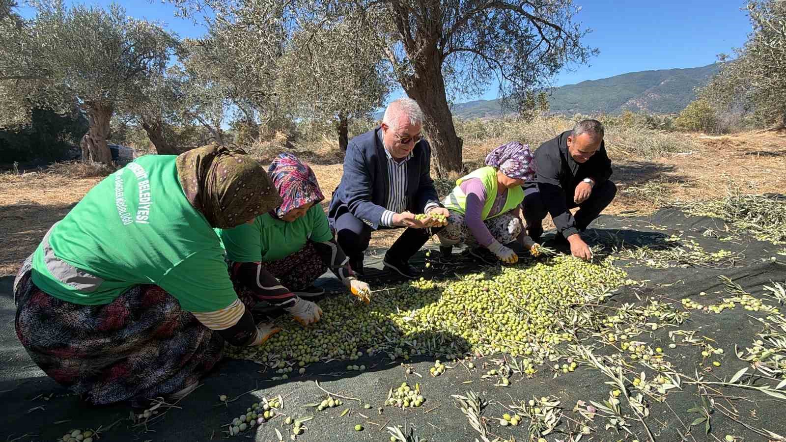 EDREMİT BELEDİYE BAŞKANI MEHMET ERTAŞ, BELEDİYEYE AİT ZEYTİNLİKLERDE HASADIN BAŞLADIĞINI BELİRTEREK ERKEN HASATTA ELDE EDİLEN YAĞ RANDIMANININ YÜZ GÜLDÜRDÜĞÜNÜ SÖYLEDİ.