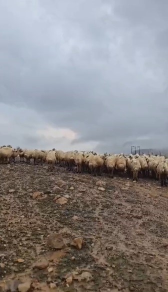 TUNCELİ'NİN PÜLÜMÜR İLÇESİNE BAĞLI KARAGÖZ YAYLASI'NDA ETKİLİ OLAN ŞİDDETLİ YAĞIŞ NEDENİYLE KÜÇÜKBAŞ HAYVAN YETİŞTİRİCİLERİNİN ÇADIRLARINI SEL SULARI BASTI.