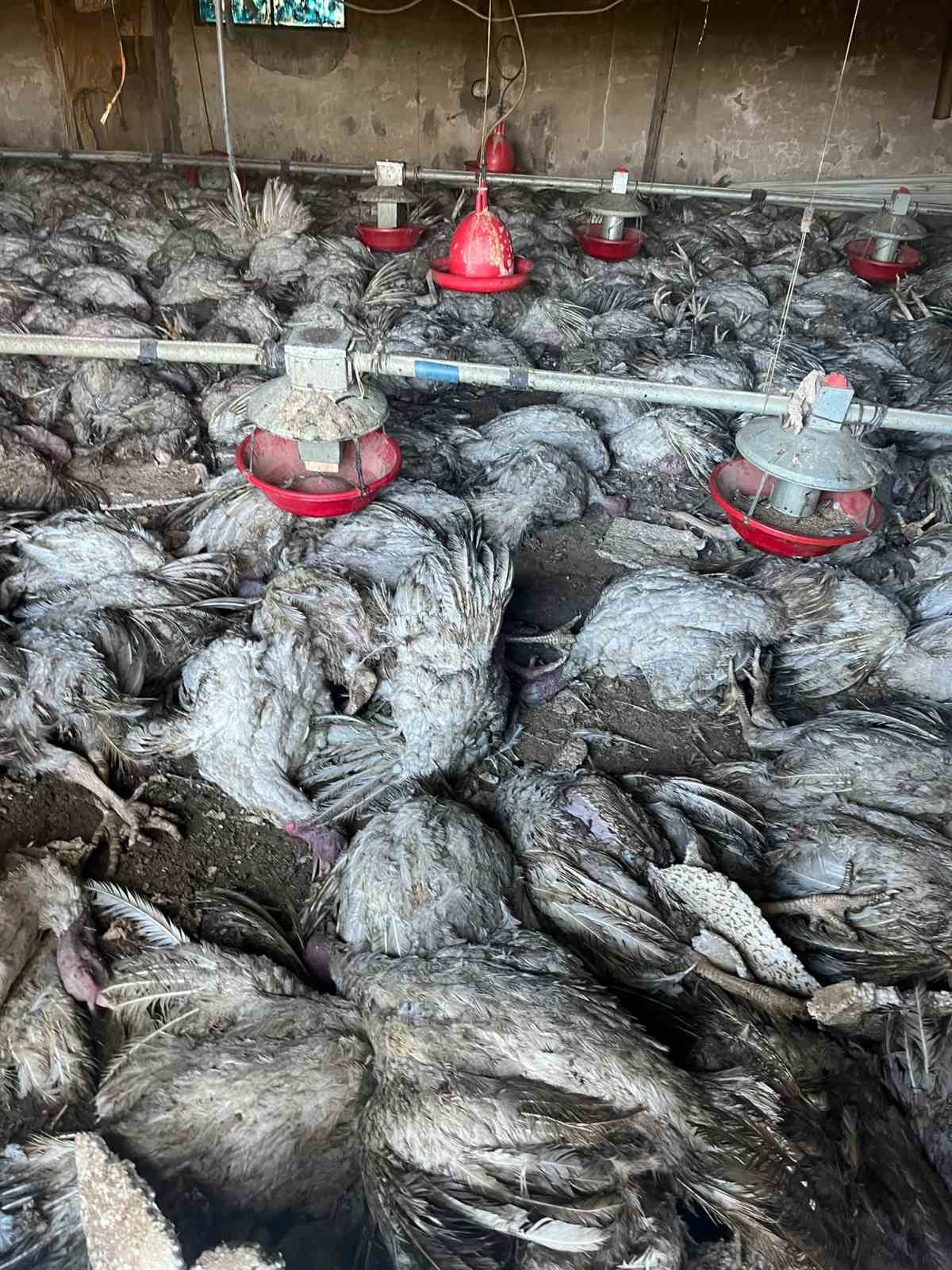 BOLU’NUN MUDURNU İLÇESİNDE HİNDİ KÜMESİNDE ÇIKAN YANGINDA BİN 800 HİNDİ TELEF OLDU.