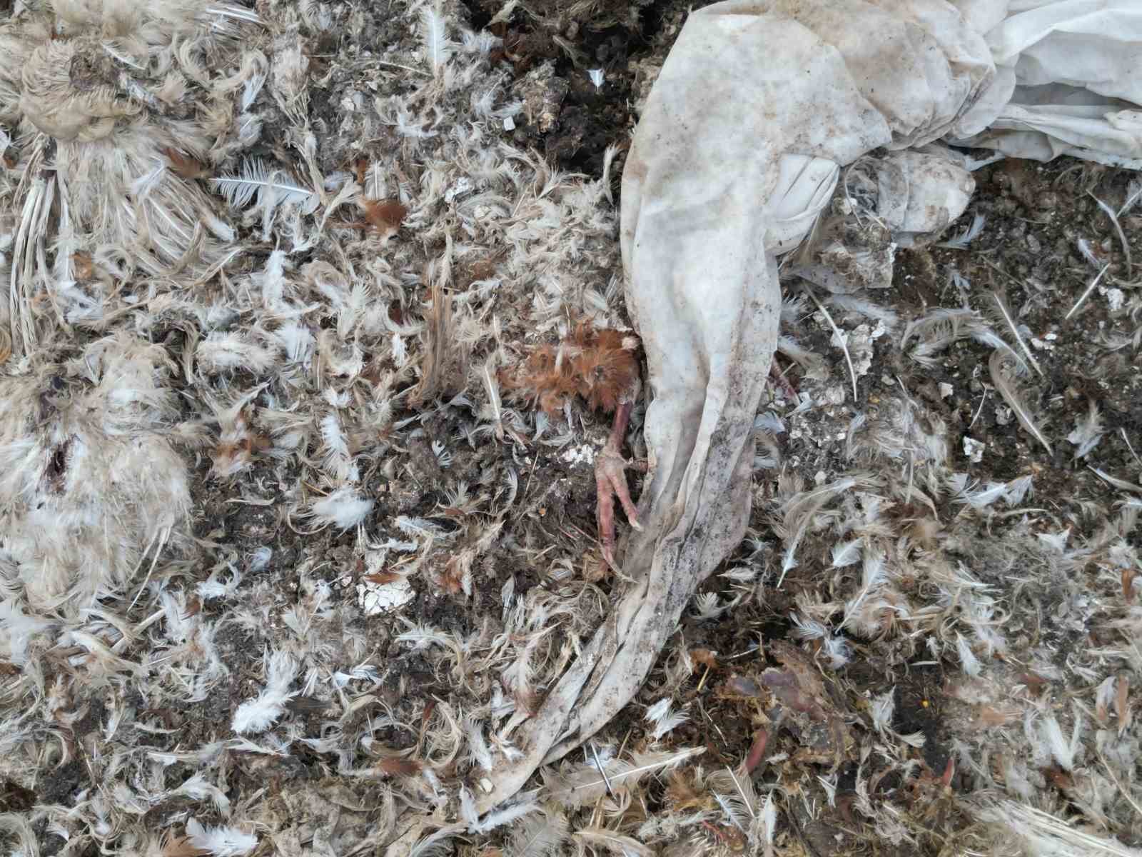 AFYONKARAHİSAR’IN BOLVADİN İLÇESİNDEKİ ESKİ VE ATIL DURUMDAKİ KUM OCAĞI, KİMLİĞİ BELİRSİZ KİŞİ YA DA KİŞİLERCE DÖKÜLEN ATIKLAR NEDENİYLE ADETA BİR ÇÖPLÜK YUVASINA DÖNÜŞTÜ. BÖLGEDEN YÜKSELEN YOĞUN KOKU VE ÇEVREYE SAÇILAN TAVUK SAKATATLARI ÇEVREDE BÜYÜK RAHATSIZLIĞA NEDEN OLUYOR.