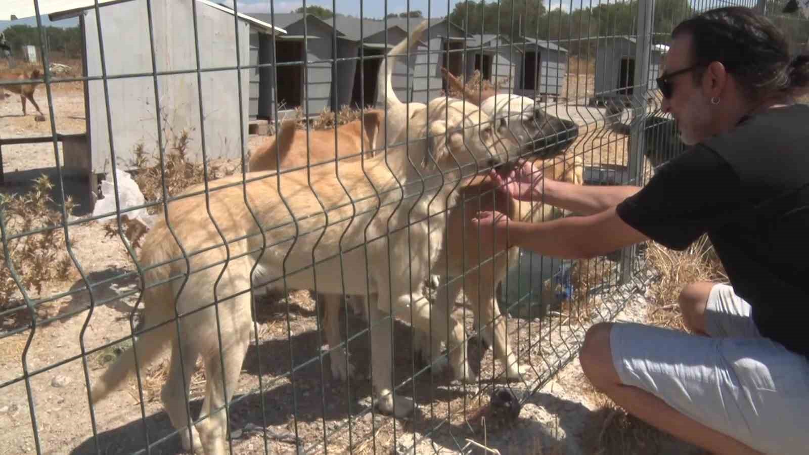 BURSA’NIN NİLÜFER İLÇESİNE BAĞLI GÖLYAZI’DA BİRKAÇ SOKAK KÖPEĞİNİN BESLENMESİYLE BAŞLAYAN GÖNÜLLÜLÜK HAREKETİ, YILLAR İÇERİSİNDE YAKLAŞIK 1200 KÖPEĞİN YAŞAMINI SÜRDÜRDÜĞÜ BİR BARINAĞA DÖNÜŞTÜ.