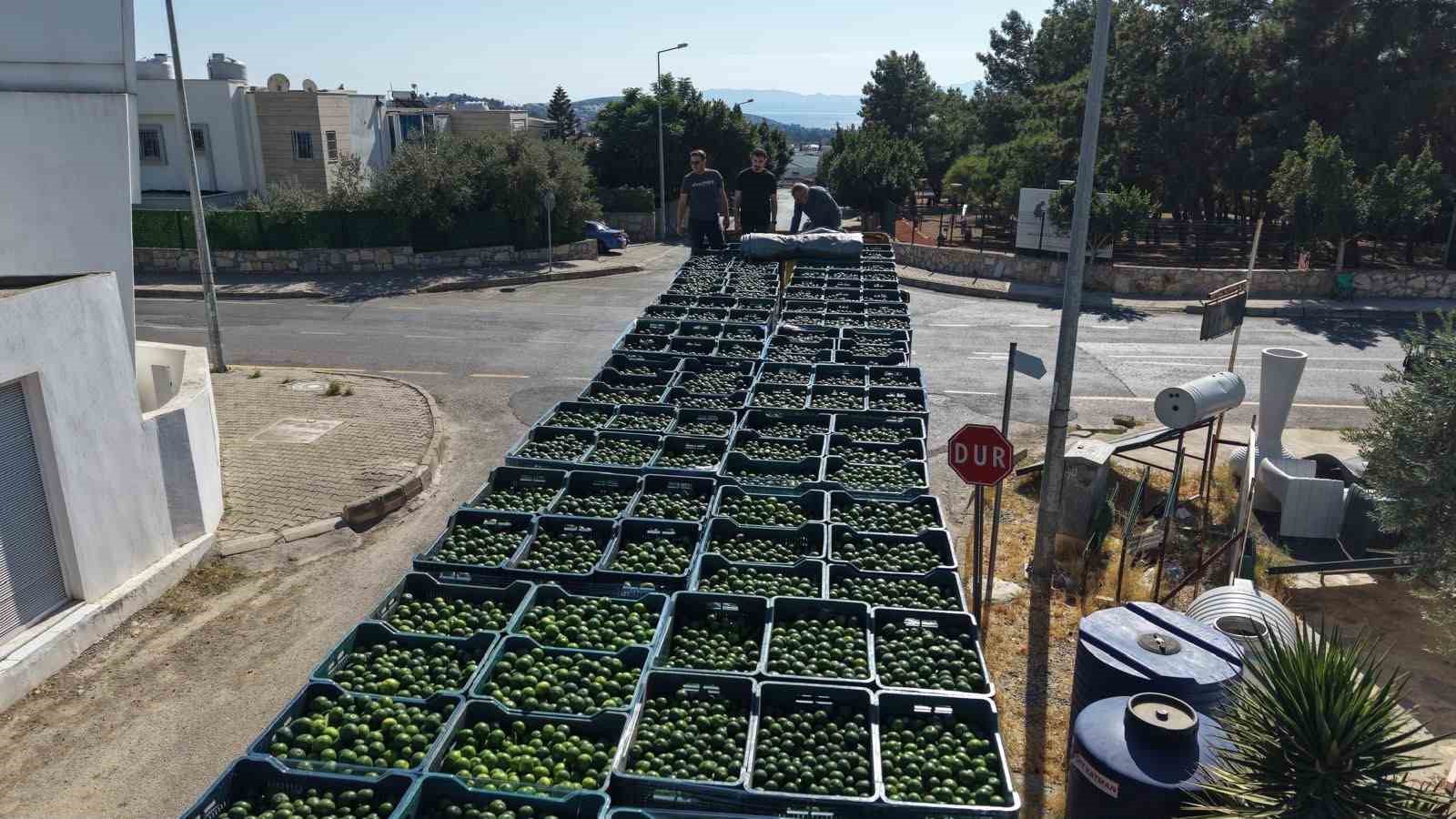 BODRUM’DA 104 ÜRETİCİDEN 62,5 TON YEŞİL MANDALİN ALINDI
