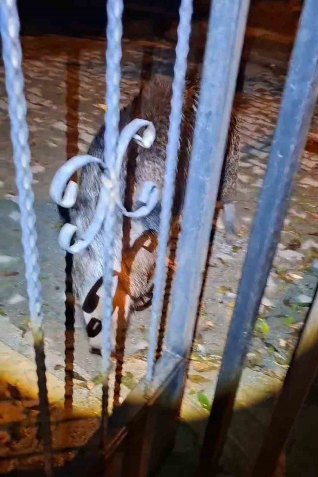 TUNCELİ'DE BAHÇESİNE GİRMEK İSTEYEN YABAN BOMUZU VATANDAŞA KORKU DOLU ANLAR YAŞATTI