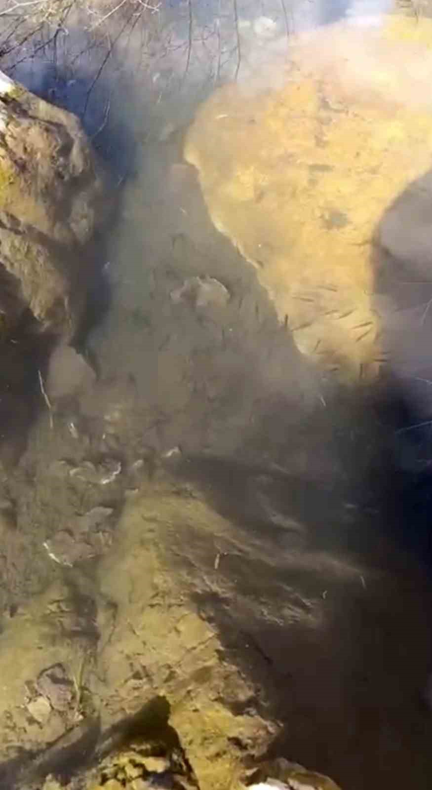 HAKKARİ'NİN YÜKSEKOVA İLÇESİNDE KURAKLIK NEDENİYLE SU SEVİYESİ DÜŞEN NEHİL SAZLIĞI’NDA ÇAMUR İÇERİSİNDE KIVRANAN BALIKLAR İÇİN TANKER TANKER SU TAŞINDI.