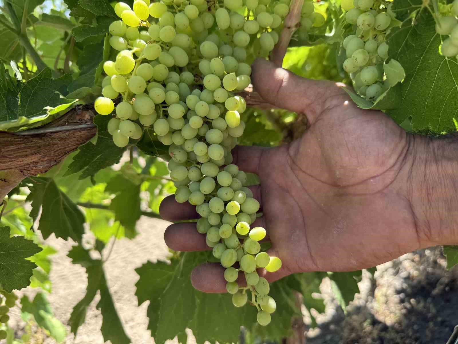 ELAZIĞ’DA YAŞAYAN VE 2000 YILINDA GİTTİĞİ ALMANYA’DA 13 YIL İNŞAAT SEKTÖRÜNDE ÇALIŞTIKTAN SONRA MEMLEKETİNE DÖNÜŞ YAPAN ÖZEL ÇETİN, BABA MESLEĞİNİ BÜYÜTEREK 300 DÖNÜM ALAN ÜZERİNDE ÜZÜM YETİŞTİRİCİLİĞİNE BAŞLADI
