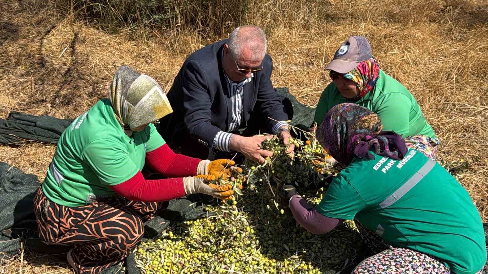 EDREMİT BELEDİYE BAŞKANI MEHMET ERTAŞ, BELEDİYEYE AİT ZEYTİNLİKLERDE HASADIN BAŞLADIĞINI BELİRTEREK ERKEN HASATTA ELDE EDİLEN YAĞ RANDIMANININ YÜZ GÜLDÜRDÜĞÜNÜ SÖYLEDİ.