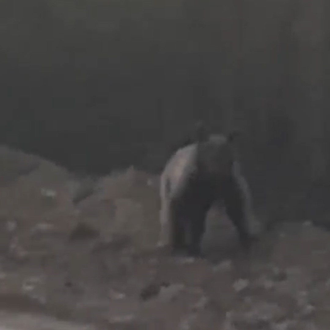 ORMANDA AYI İLE KARŞILAŞAN ARKADAŞ GRUBU ÖNCE AYIYA SESLENDİ. SESLERİN ARDINDAN ORMAN İÇERİSİNE GİREN AYI SONRA DİĞER YOLDAN YENİDEN KARŞILARINA ÇIKTI.