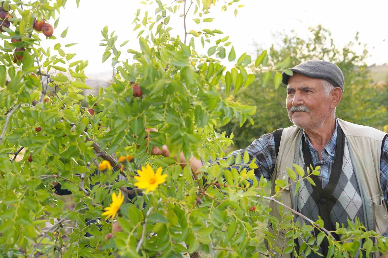 ANKARA'NIN ÇUBUK İLÇESİNDE YAŞAYAN EMEKLİ ÖĞRETMEN İLHAN MENEKŞE, DENEME AMACIYLA DİKTİĞİ 2 HÜNNAP FİDANINDAN OLUMLU SONUÇ ALINCA YILLAR İÇERİSİNDE AĞAÇ SAYISINI YAKLAŞIK 300'E ÇIKARDI.