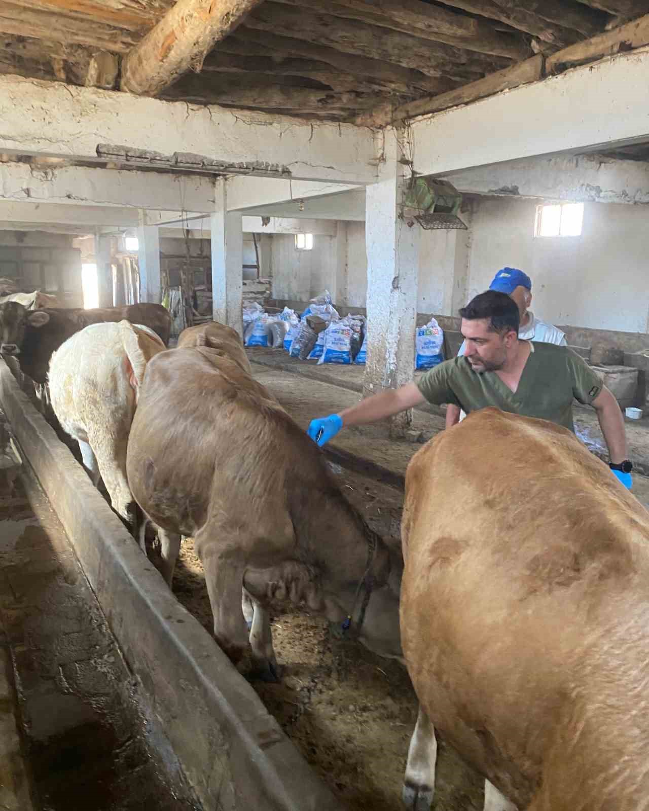 SİVAS’TA ŞAP HASTALIĞIYLA MÜCADELE KAPSAMINDA 350 BİN BÜYÜKBAŞ HAYVANIN AŞILANMASI VE KÜPELENMESİ İÇİN ÇALIŞMA YÜRÜTÜLÜYOR.