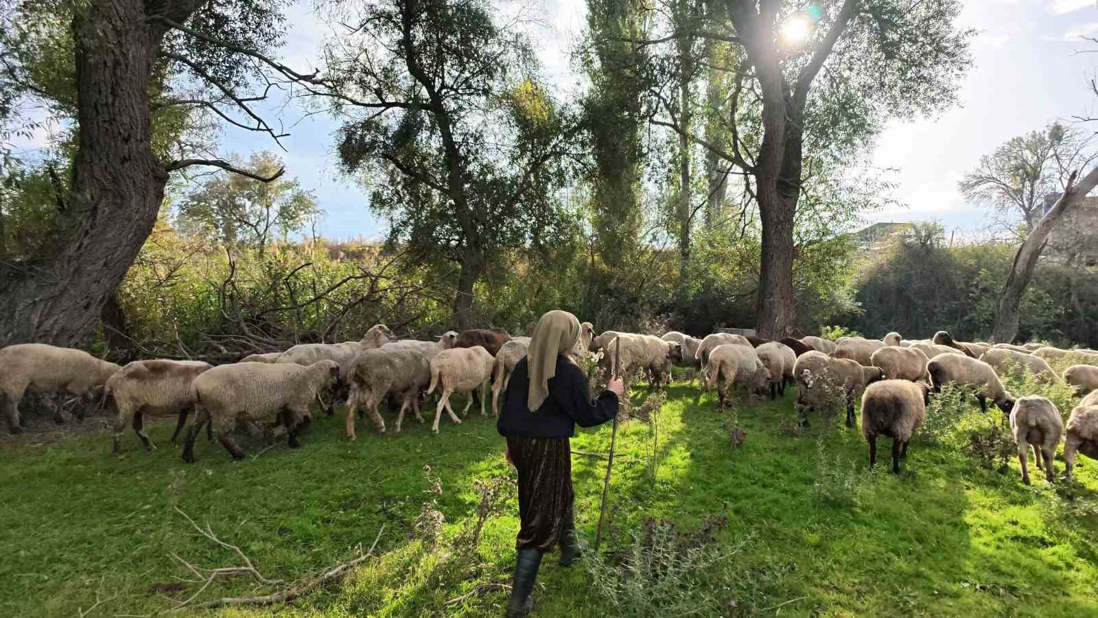 BUGÜN YAKLAŞIK 150 DAMIZLIK KOYUN VE KUZUNUN BULUNDUĞU İŞLETMEDE, COĞRAFİ İŞARET TESCİLLİ BALIKESİR KUZUSU YETİŞTİRİLİYOR. VETERİNER TEKNİKERİ OLMASI NEDENİYLE HAYVANCILIK KONUSUNDA SAHİP OLDUĞU BİLGİ VE DENEYİMİ DE İŞLETMESİNE AKTARAN DEMİRCİ, AİLESİNİN DESTEĞİYLE SÜRÜSÜNÜ BÜYÜTMEYE DEVAM EDİYOR.