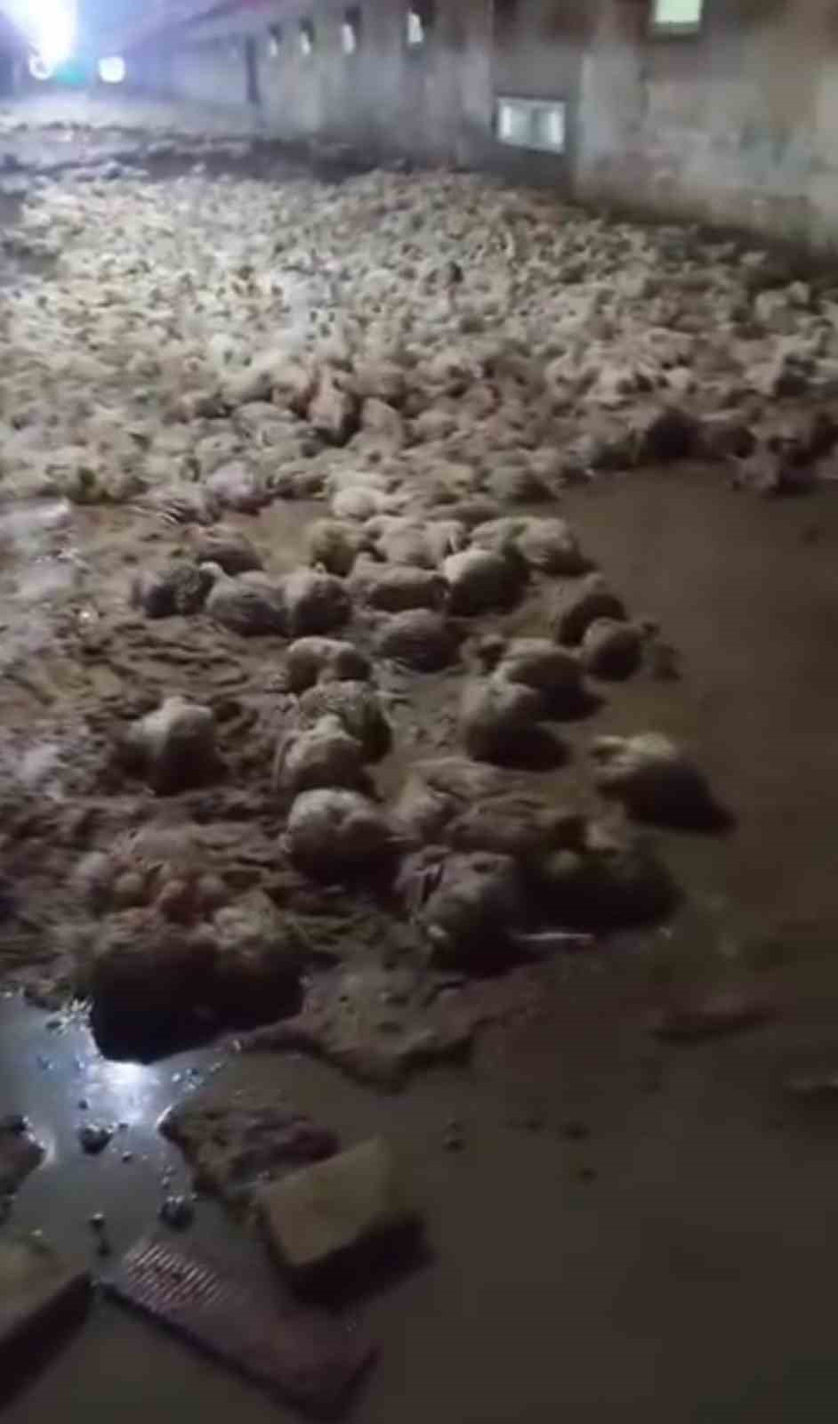 SAKARYA GENELİNDE İKİ GÜNDÜR ETKİSİNİ SÜRDÜREN KUVVETLİ SAĞANAK YAĞIŞ SEBEBİYLE AKYAZI İLÇESİNDE BİR TAVUK KÜMESİNİ SU BASTI. KÜMES İÇERİSİNDE BULUNAN ÇOK SAYIDA KANATLI HAYVAN TELEF OLDU.