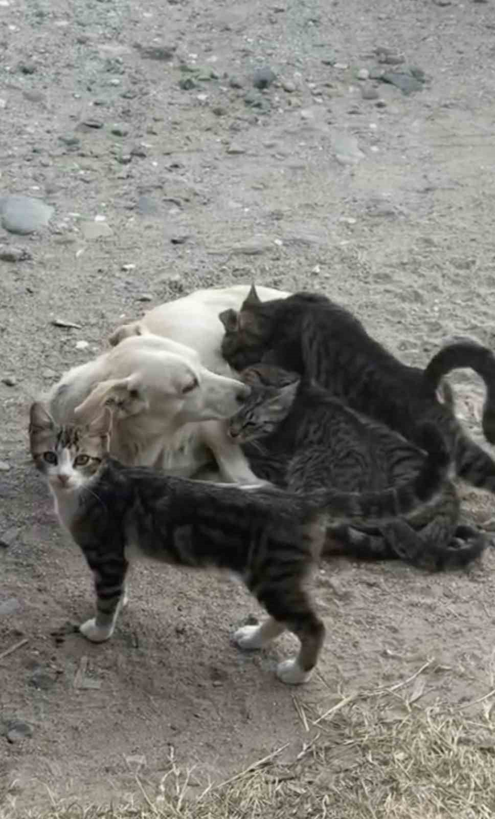 ÇANAKKALE’NİN BAYRAMİÇ İLÇESİNDE ANNE KÖPEK YAVRU KEDİLERİ EMZİRDİ.