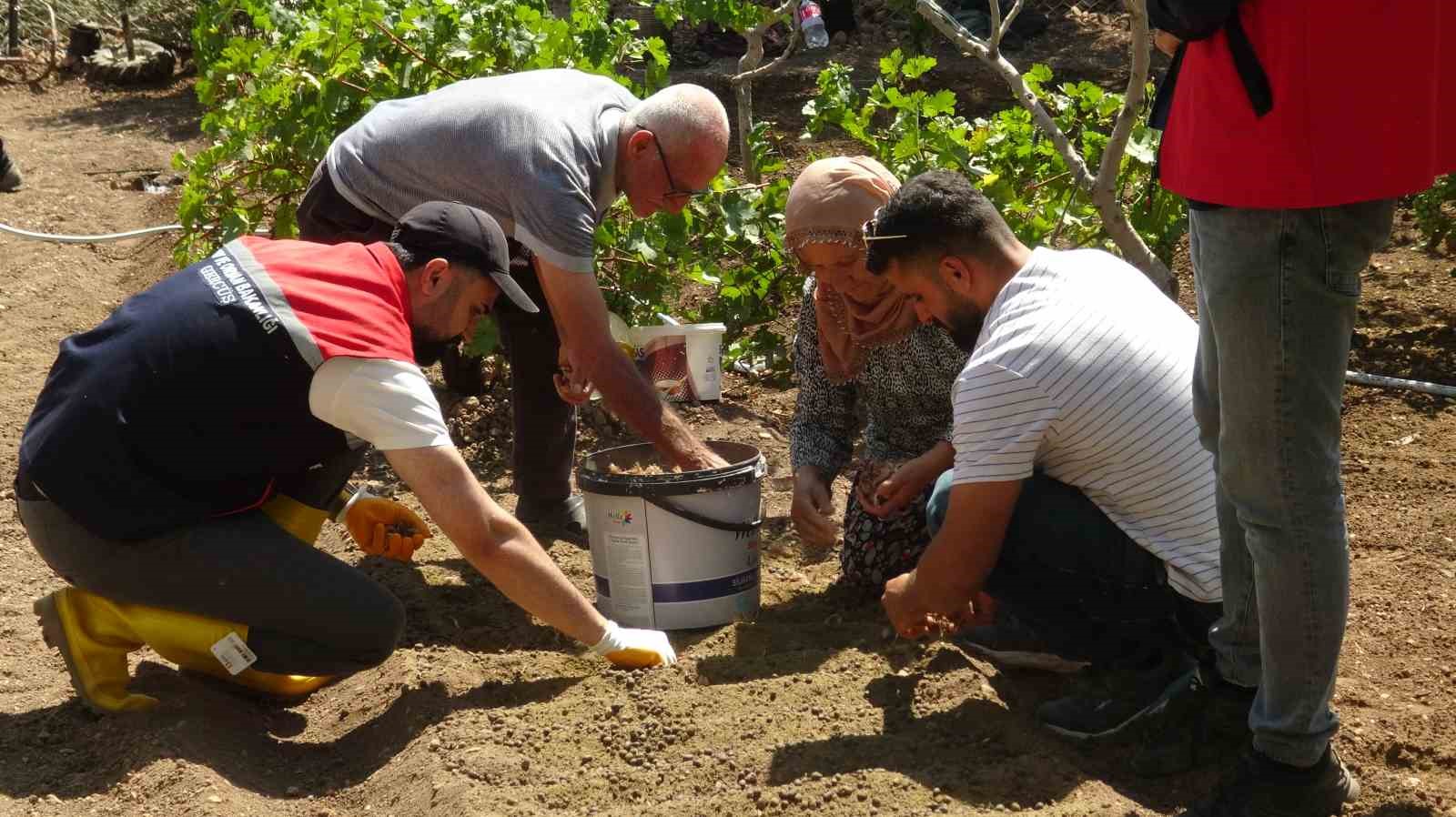 BATMAN'IN GERCÜŞ İLÇESİNE BAĞLI POYRAZ KÖYÜNDE YAŞAYAN ÇİFTÇİ MEHMET SALİH DEMİR, İNTERNETTE GÖRDÜĞÜ SAFRAN BİTKİSİNİ MERAK EDEREK BAŞLADIĞI DENEME EKİMİNDEN YÜKSEK VERİM ALDI.