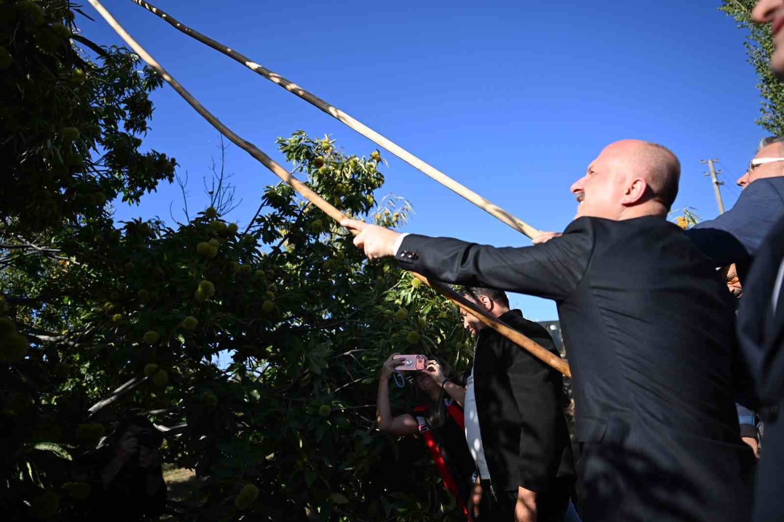 AVRUPA BİRLİĞİ TARAFINDAN COĞRAFİ İŞARET TESCİLİYLE KORUNAN AYDIN KESTANESİNDE HASAT HEYECANI YAŞANIRKEN, 25 BİN 362 TONLUK ÜRETİMLE TÜRKİYE KESTANESİNİN YÜZDE 31'İNİ KARŞILAYAN AYDIN, ÜLKE GENELİNDE İKİNCİ SIRADA YER ALIYOR. AYDIN VALİSİ OSMAN VAROL DA ÜRETİCİLERLE BİR ARAYA GELEREK HASAT ÇALIŞMALARINA EŞLİK ETTİ.