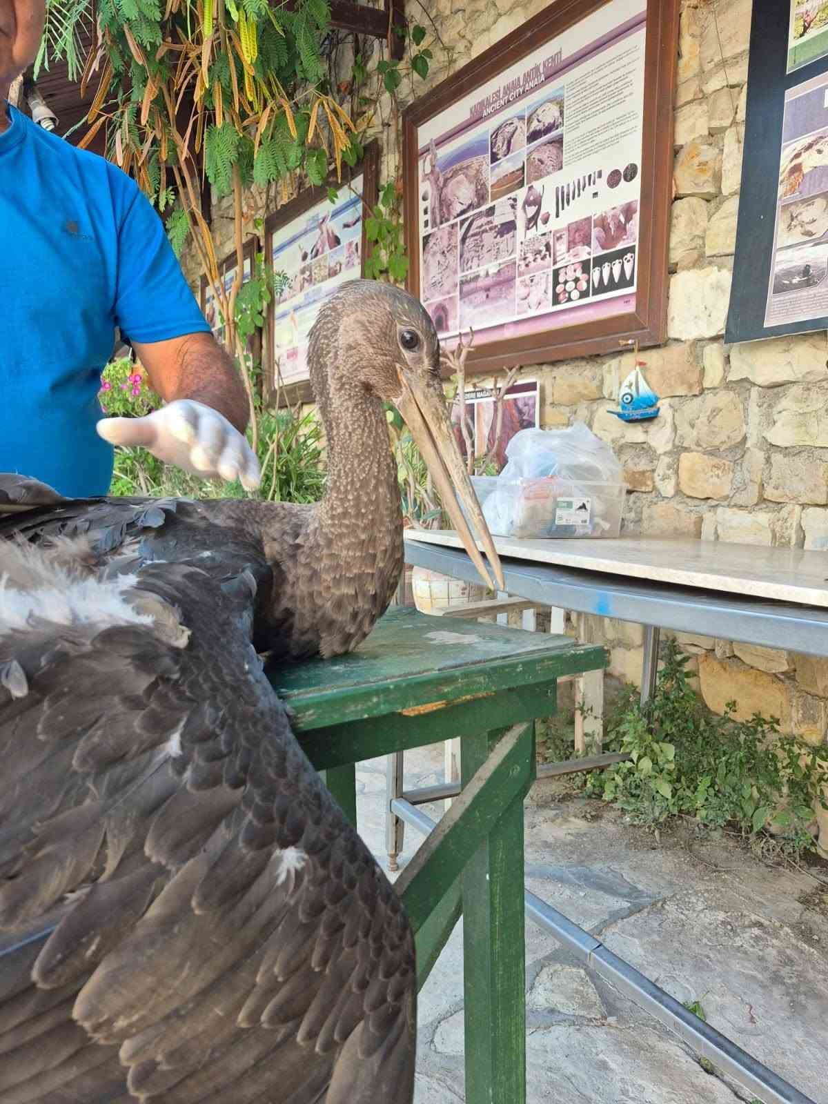 AYDIN’IN SÖKE İLÇESİNDE AZMAK KIYISINDA KOYUNLARINI OTLATAN SELAMİ GÜNDÜZ TARAFINDAN YARALI HALDE BULUNAN NADİR TÜRLERDEN KARALEYLEK, EKİPLER TARAFINDAN TEDAVİ ALTINA ALINDI.