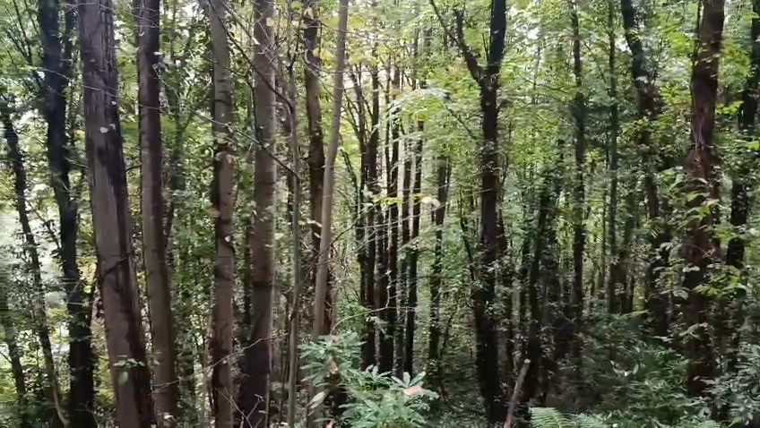SAKARYA’NIN SAPANCA İLÇESİNDE İKİ KARDEŞİYLE BİRLİKTE KESTANE TOPLAMAK İÇİN ORMANLIK ALANA GİDEN 66 YAŞINDAKİ DURMUŞ DURAN ÖLÜ BULUNDU.