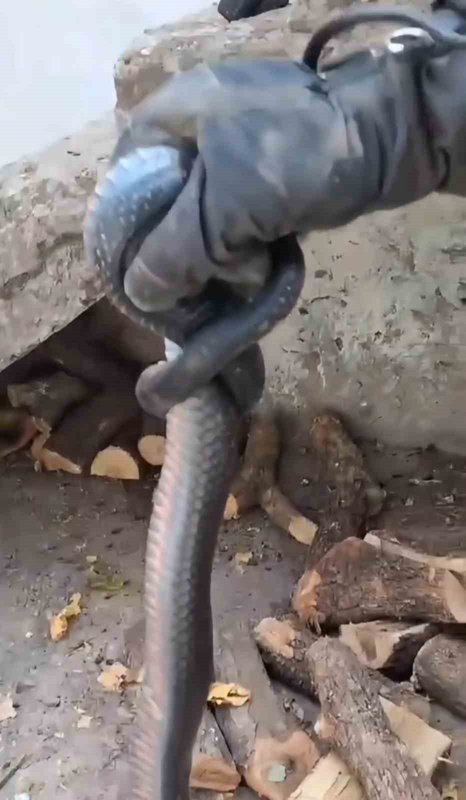 DİYARBAKIR’DA BİR EVİN ODUNLUĞUNA GİREN DEV YILAN, EV SAKİNLERİNE KORKU DOLU ANLAR YAŞATTI. VATANDAŞLARIN İHBARI ÜZERİNE BÖLGEYE GELEN İTFAİYE EKİPLERİ YILANI YAKALADI.