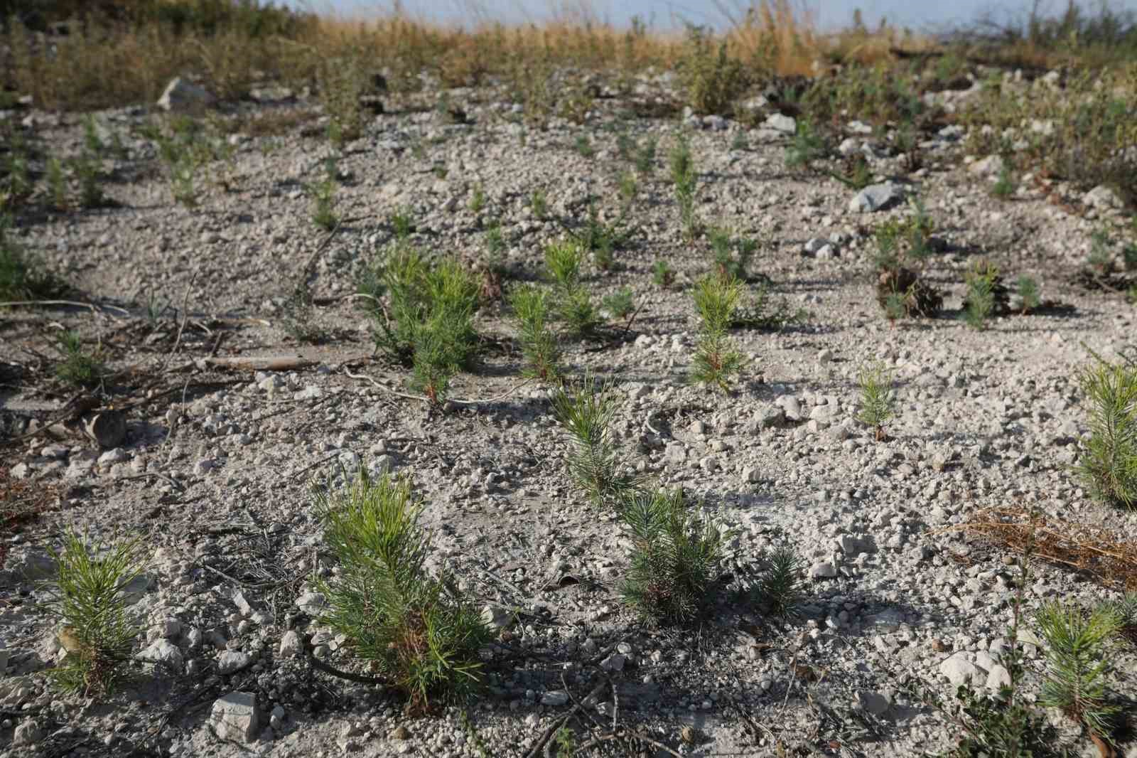 MANİSA’NIN SARUHANLI İLÇESİNE BAĞLI SEYİTOBA MAHALLESİ’NDE 15 TEMMUZ 2025’TE ÇIKAN YANGINDA ZARAR GÖREN 260 HEKTARLIK ORMAN ALANINDA FİDAN DİKİMİ İÇİN HAZIRLIKLAR TAMAMLANDI. BÖLGEDE 213 HEKTARLIK ALANDA TOHUMLA GENÇLEŞTİRME ÇALIŞMASI YAPILIRKEN, YANGINA DİRENÇLİ ORMAN OLUŞTURMA PROJESİ KAPSAMINDA KALAN 30 HEKTARLIK ALAN DA FİDAN DİKİMİNE HAZIR HALE GETİRİLDİ. İLK FİDANLARIN 11 KASIM MİLLİ AĞAÇLANDIRMA GÜNÜ’NDE TOPRAKLA BULUŞTURULMASI PLANLANIYOR.
