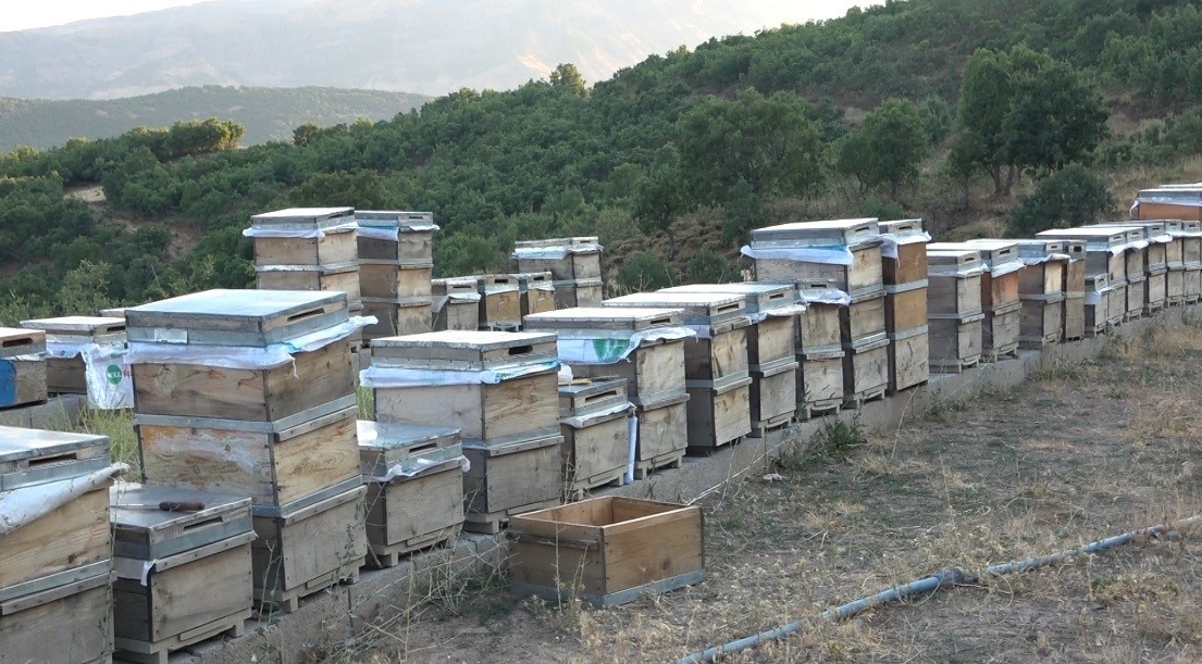 NAZIMİYE’DE ARICILAR, YAZ BOYUNCA ARILARIN ÜRETTİĞİ BALI KOVANDAN ALMAYA BAŞLADI.