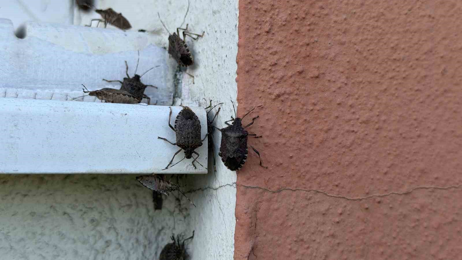 EVLERİN DUVARLARINI VE AĞAÇLARI SARAN, TARIMA DA CİDDİ ZARAR VEREN BÖCEKLERE KARŞI VATANDAŞLAR, HEM İLAÇLA HEM DE BAKIMINI YAPTIKLARI TAVUK VE HİNDİ MÜCADELE ETMEYE ÇALIŞIYOR.