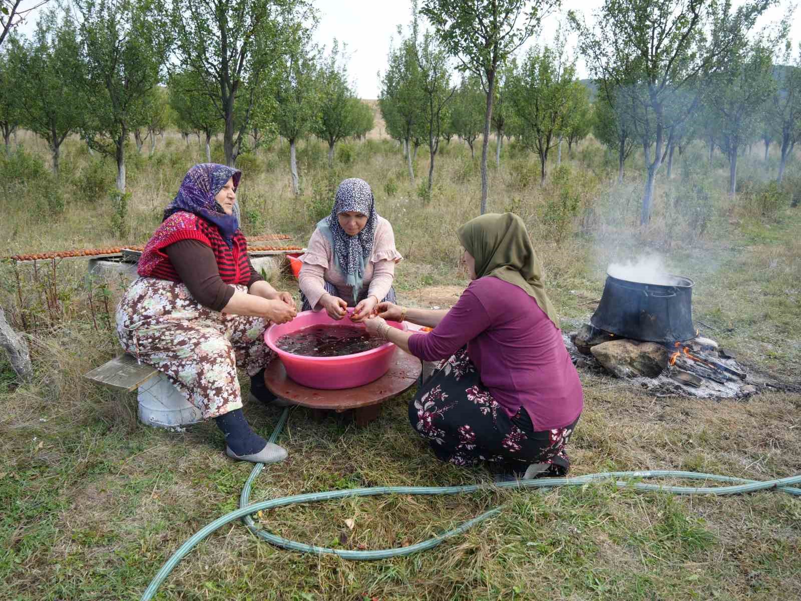 SADECE KASTAMONU'DA YETİŞEN OSMANLI MUTFAĞININ DA VAZGEÇİLMEZ MEYVELERİNDEN COĞRAFİ İŞARET BELGELİ ENDEMİK BİTKİ TÜRÜ OLARAK KABUL EDİLEN ÜRYANİ (ALA) ERİĞİNİN HASADINA BAŞLANDI.