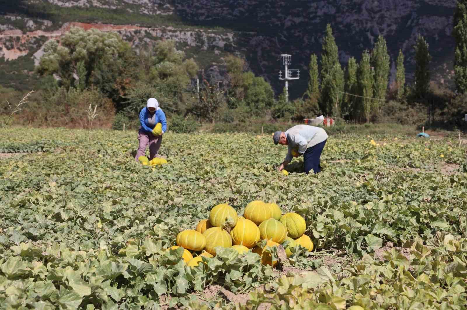 MENTEŞE’DE YAYLA KAVUNU VE ATA SEBZELERİNİN HASADI YAPILDI