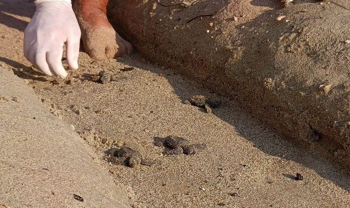 KUŞADASI’NDA SEL SULARININ ALTINDA KALAN ALANDA SÜRPRİZ ŞEKİLDE TESPİT EDİLEN CARETTA CARETTA YUVASINDAN 67 YAVRU ÇIKTI.