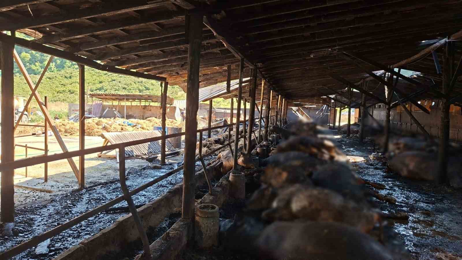 SAMSUN’UN ATAKUM İLÇESİNDE KİLİTLİ TAŞ PARKE TESİSİNDE ÇIKAN YANGIN, BİTİŞİĞİNDEKİ BÜYÜKBAŞ HAYVAN AHIRINA SIÇRADI. YANGIN VE YOĞUN DUMANDAN ETKİLENEN 53 DANA TELEF OLDU.