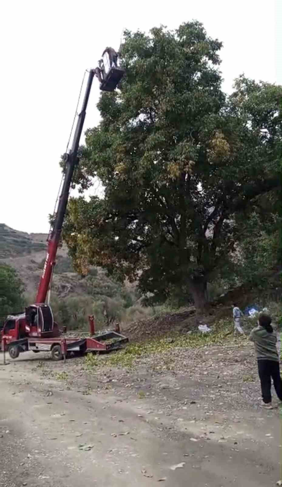 AĞAÇLARIN BOYUNUN UZUN VE DALLARIN YÜKSEK OLMASI NEDENİYLE ZORLANAN KÖYLÜLER, ALANA VİNÇ GETİRDİ. VİNÇ YARDIMIYLA EN YÜKSEK DALLARA ULAŞAN ÜRETİCİLER, MAHSULÜ ZARAR VERMEDEN VE GÜVENLİ BİR ŞEKİLDE TOPLADI.