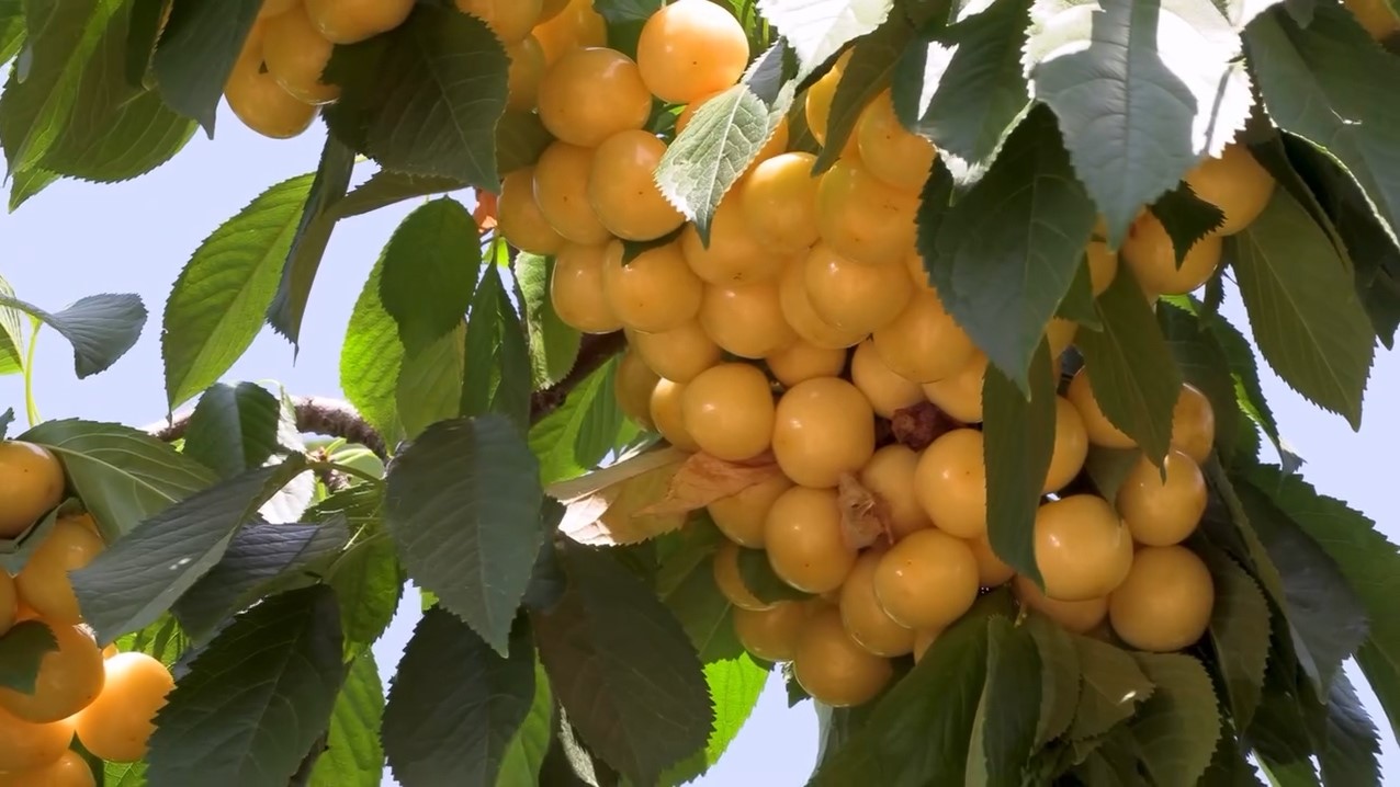 NİĞDE'NİN ULUKIŞLA İLÇESİNE BAĞLI EMİRLER KÖYÜNDE HAYATA GEÇİRİLEN KAPALI SİSTEM SULAMA TESİSLERİ, TARIMSAL ÜRETİMDE VERİMİ ARTTIRDI.