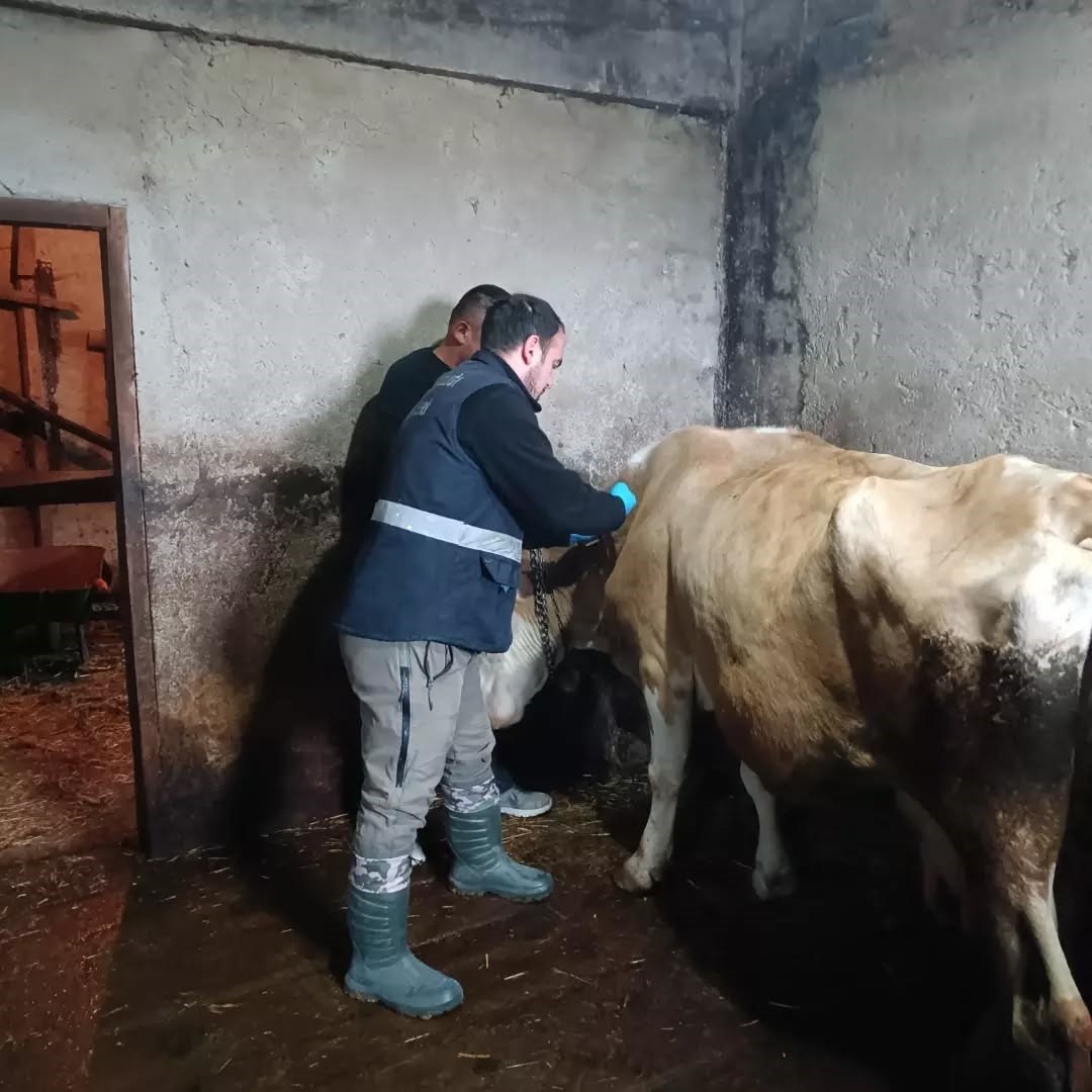DÜZCE’NİN YIĞILCA İLÇESİNDE HAYVAN SAĞLIĞININ KORUNMASI AMACIYLA YOĞUNPELİT KÖYÜNDEKİ İŞLETMELERDE ŞAP VE BRUSELLOZ AŞILAMASI GERÇEKLEŞTİRİLDİ.