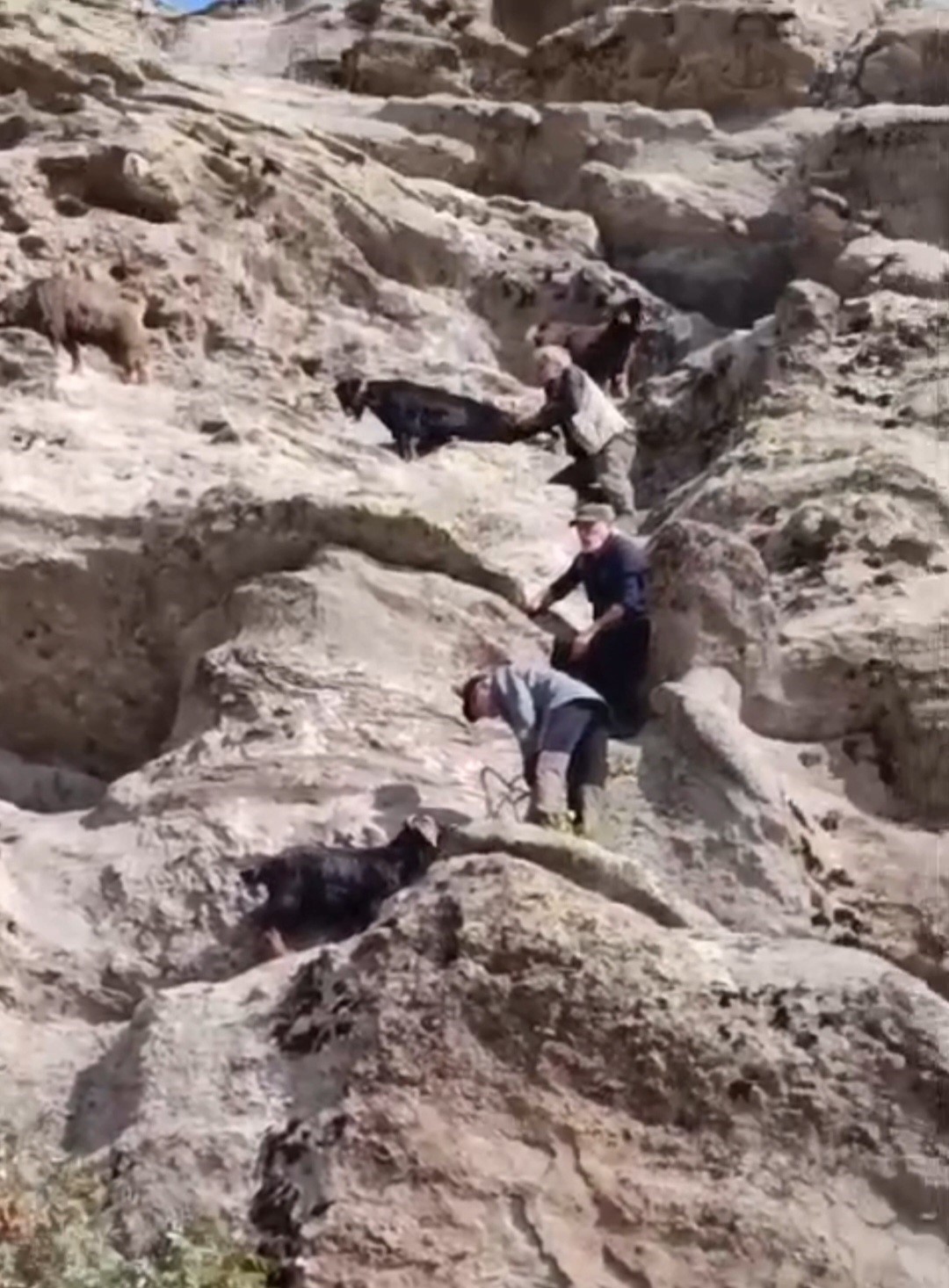 TUNCELİ&rsquo;DE 70 METRE Y&Uuml;KSEKLİKTE MAHSUR KALAN LE&Ccedil;İLER KURTARILDI
