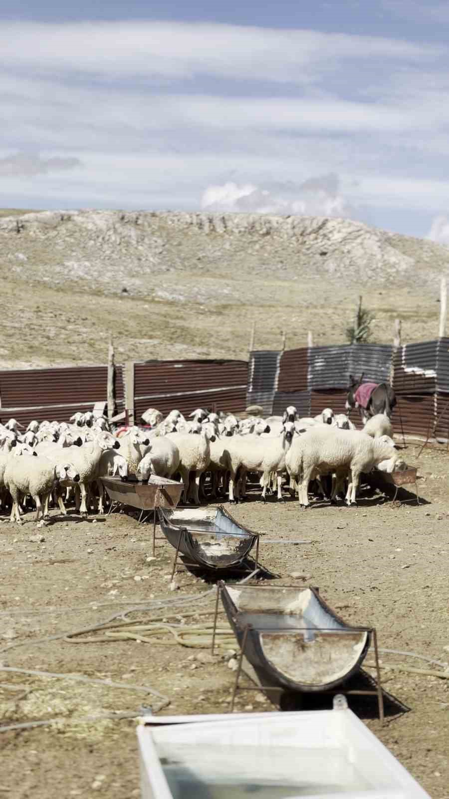 SİVAS’TA ASIRLARDIR DEVAM EDEN ÖNEMLİ GELENEKLERDEN BİRİ OLAN “KOÇ KATIMI” GELENEĞİ KIŞ DÖNEMİ ÖNCESİNDE GERÇEKLEŞTİRİLDİ. KOÇ KATIMI SIRASINDA RENKLİ GÖRÜNTÜLER OLUŞTU.