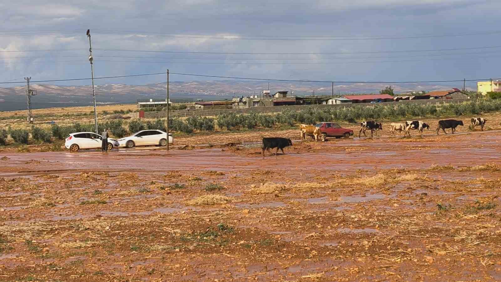 HATAY’DA KISA SÜRE ETKİLİ OLAN ŞİDDETLİ YAĞIŞ SELE NEDEN OLURKEN, SU ALTINDA KALAN TARIM ARAZİLERİNDE İNSANLAR VE HAYVANLAR ZOR ANLAR YAŞADI.