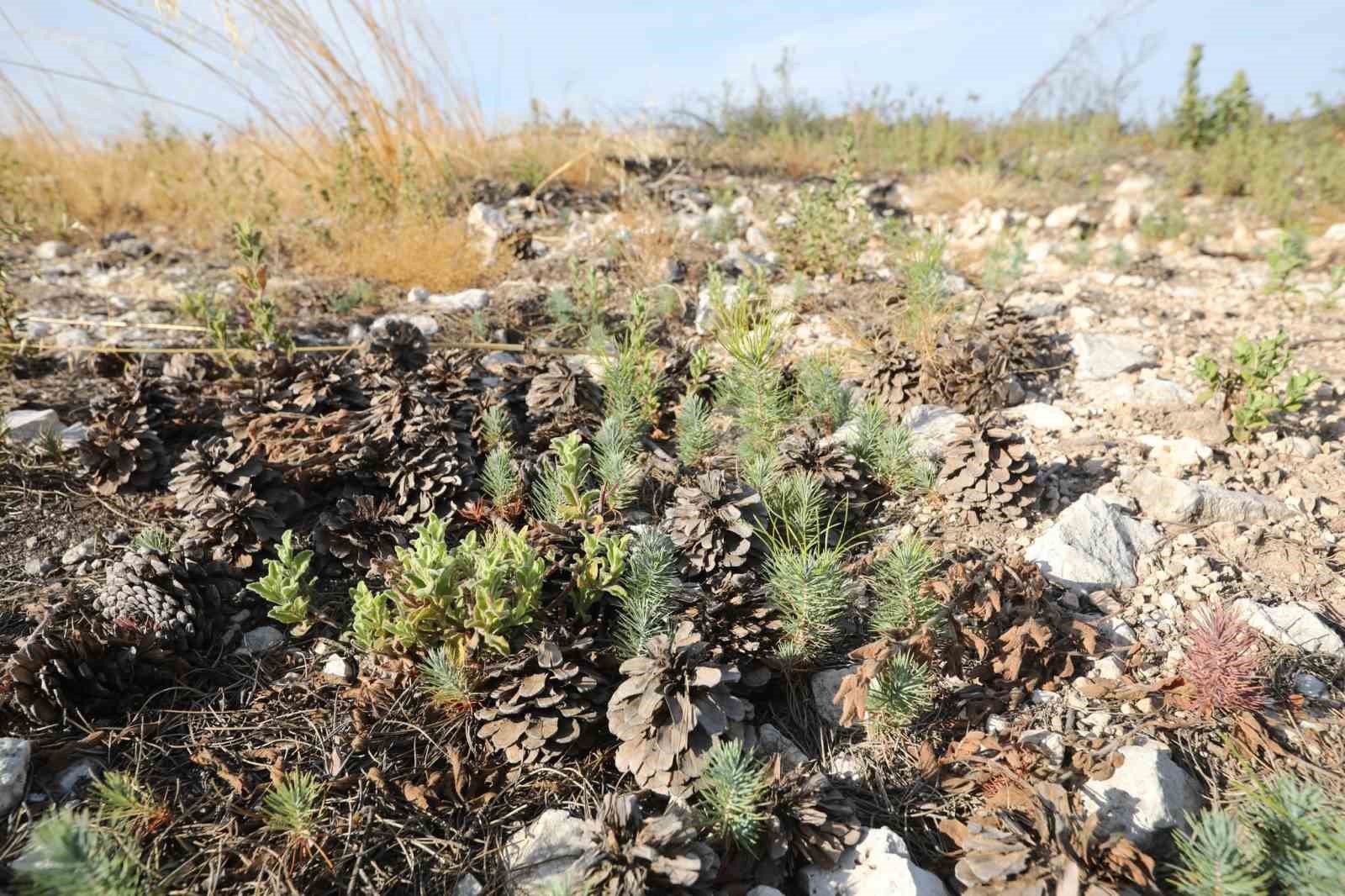 MANİSA’NIN SARUHANLI İLÇESİNE BAĞLI SEYİTOBA MAHALLESİ’NDE 15 TEMMUZ 2025’TE ÇIKAN YANGINDA ZARAR GÖREN 260 HEKTARLIK ORMAN ALANINDA FİDAN DİKİMİ İÇİN HAZIRLIKLAR TAMAMLANDI. BÖLGEDE 213 HEKTARLIK ALANDA TOHUMLA GENÇLEŞTİRME ÇALIŞMASI YAPILIRKEN, YANGINA DİRENÇLİ ORMAN OLUŞTURMA PROJESİ KAPSAMINDA KALAN 30 HEKTARLIK ALAN DA FİDAN DİKİMİNE HAZIR HALE GETİRİLDİ. İLK FİDANLARIN 11 KASIM MİLLİ AĞAÇLANDIRMA GÜNÜ’NDE TOPRAKLA BULUŞTURULMASI PLANLANIYOR.