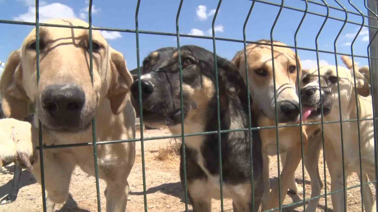 BURSA’NIN NİLÜFER İLÇESİNE BAĞLI GÖLYAZI’DA BİRKAÇ SOKAK KÖPEĞİNİN BESLENMESİYLE BAŞLAYAN GÖNÜLLÜLÜK HAREKETİ, YILLAR İÇERİSİNDE YAKLAŞIK 1200 KÖPEĞİN YAŞAMINI SÜRDÜRDÜĞÜ BİR BARINAĞA DÖNÜŞTÜ.