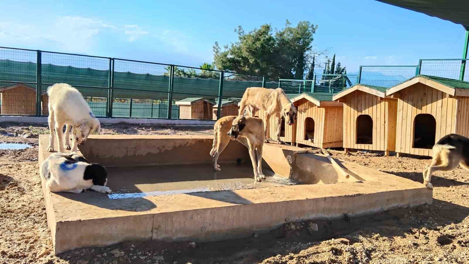 MERSİN’İN AKDENİZ İLÇESİNDE HAFTA SONU ETKİLİ OLAN AŞIRI YAĞIŞLARDAN ETKİLENEN HAYVAN BARINAĞINDA, OLUMSUZLUKLARIN GİDERİLMESİ VE HAYVANLARIN YAŞAM KOŞULLARININ İYİLEŞTİRİLMESİ AMACIYLA ÇALIŞMA BAŞLATILDI.