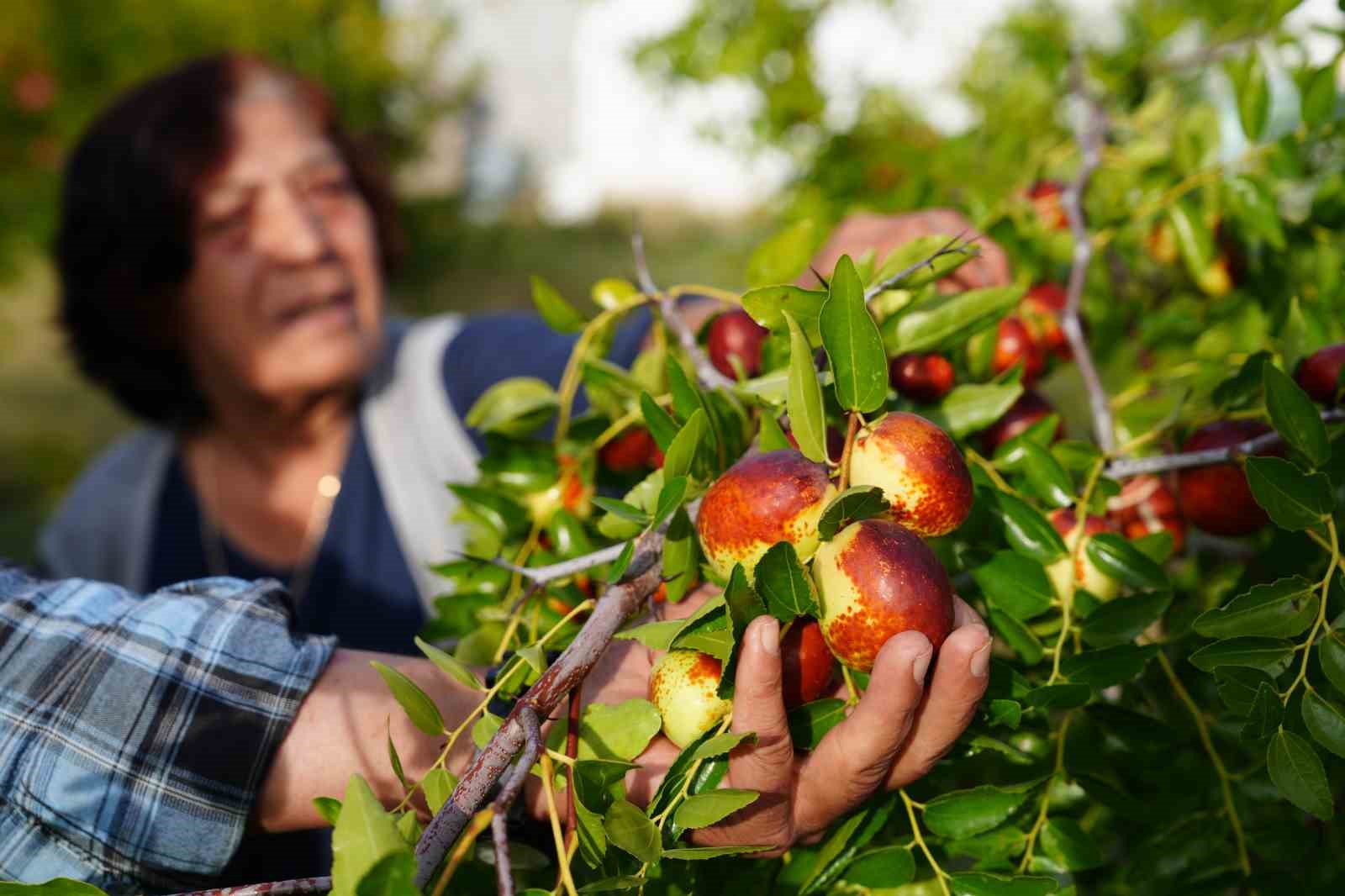 EŞİ ŞAHESTE MENEKŞE DE BAHÇEYLE İLGİLENMEKTEN BÜYÜK MUTLULUK DUYDUKLARINI SÖYLEDİ.