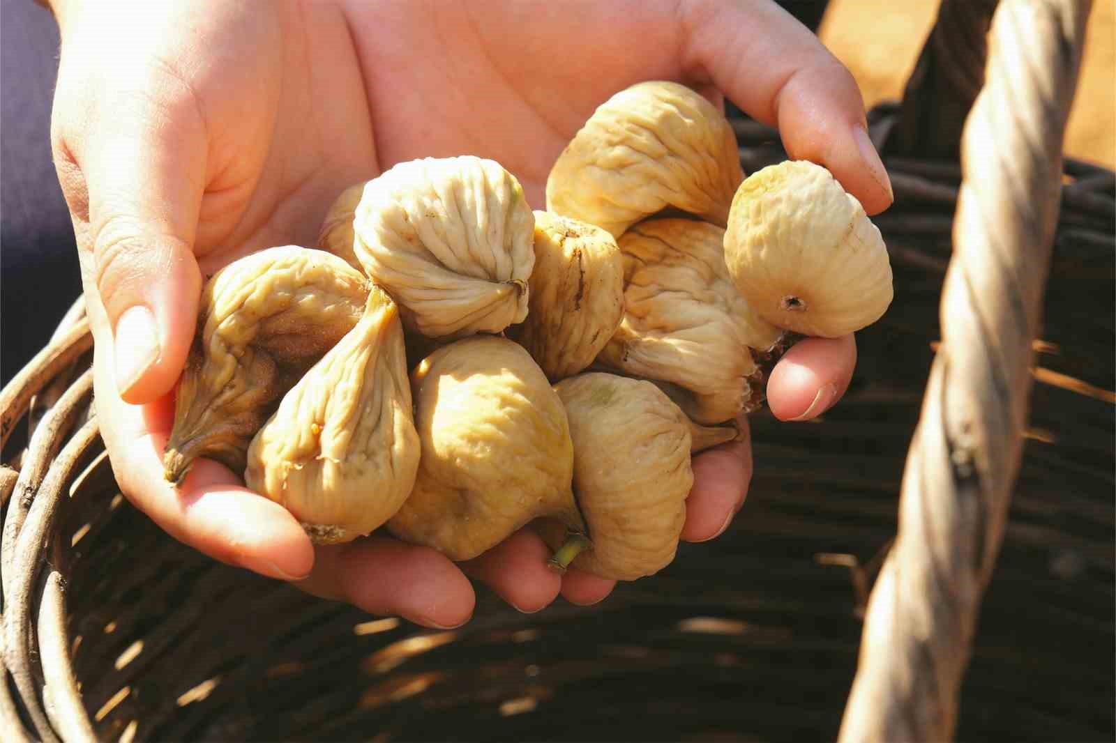 AYDIN’IN GERMENCİK İLÇESİNDE GENÇLİK MERKEZİ BÜNYESİNDE FAALİYET GÖSTEREN GÖNÜLLÜ GENÇLER, DÜZENLENEN ETKİNLİKTE İNCİR HASADINA KATILARAK TARIMSAL ÜRETİMİN ÖNEMİNE DİKKAT ÇEKTİ.