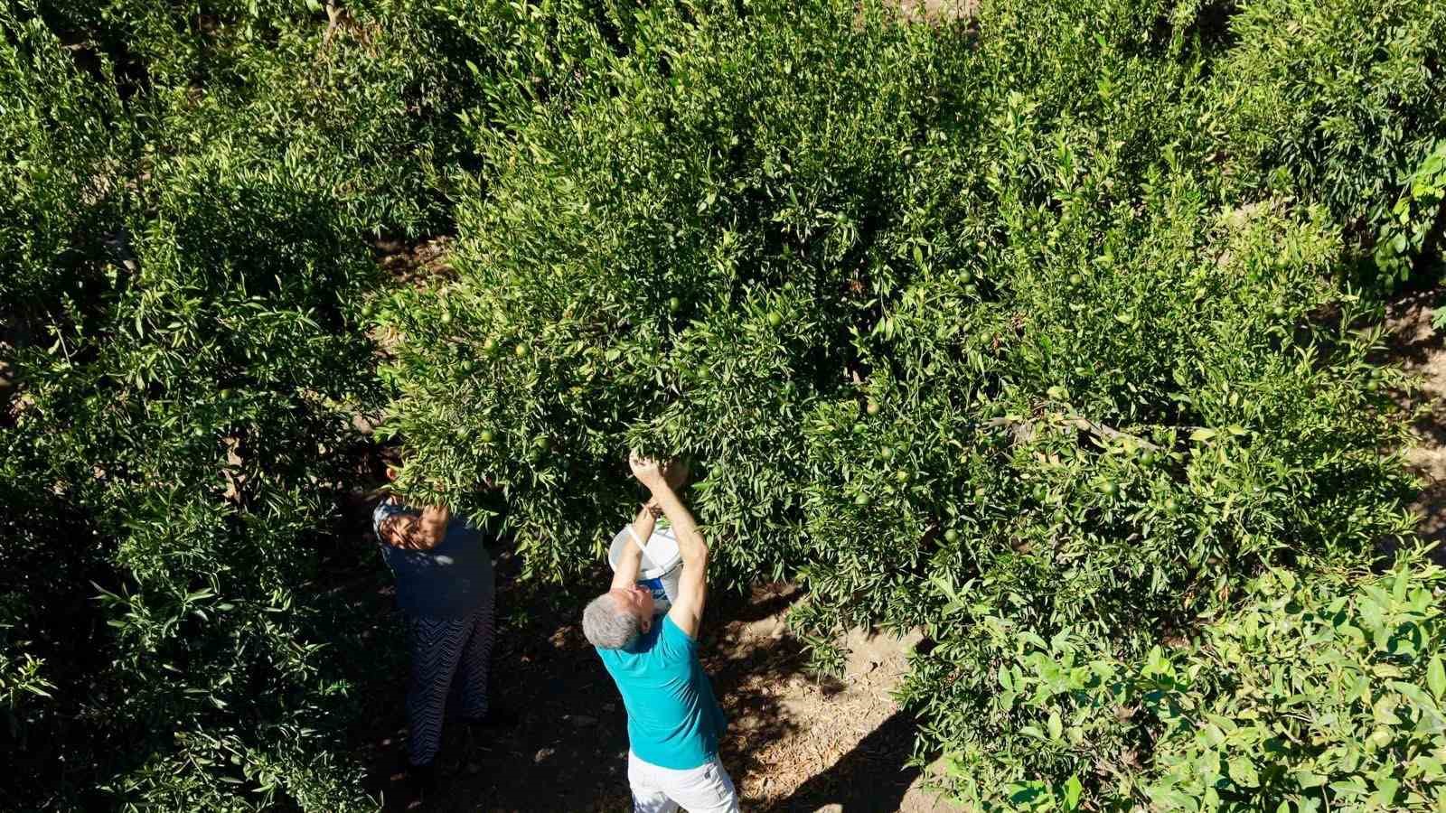 BODRUM’DA 104 ÜRETİCİDEN 62,5 TON YEŞİL MANDALİN ALINDI